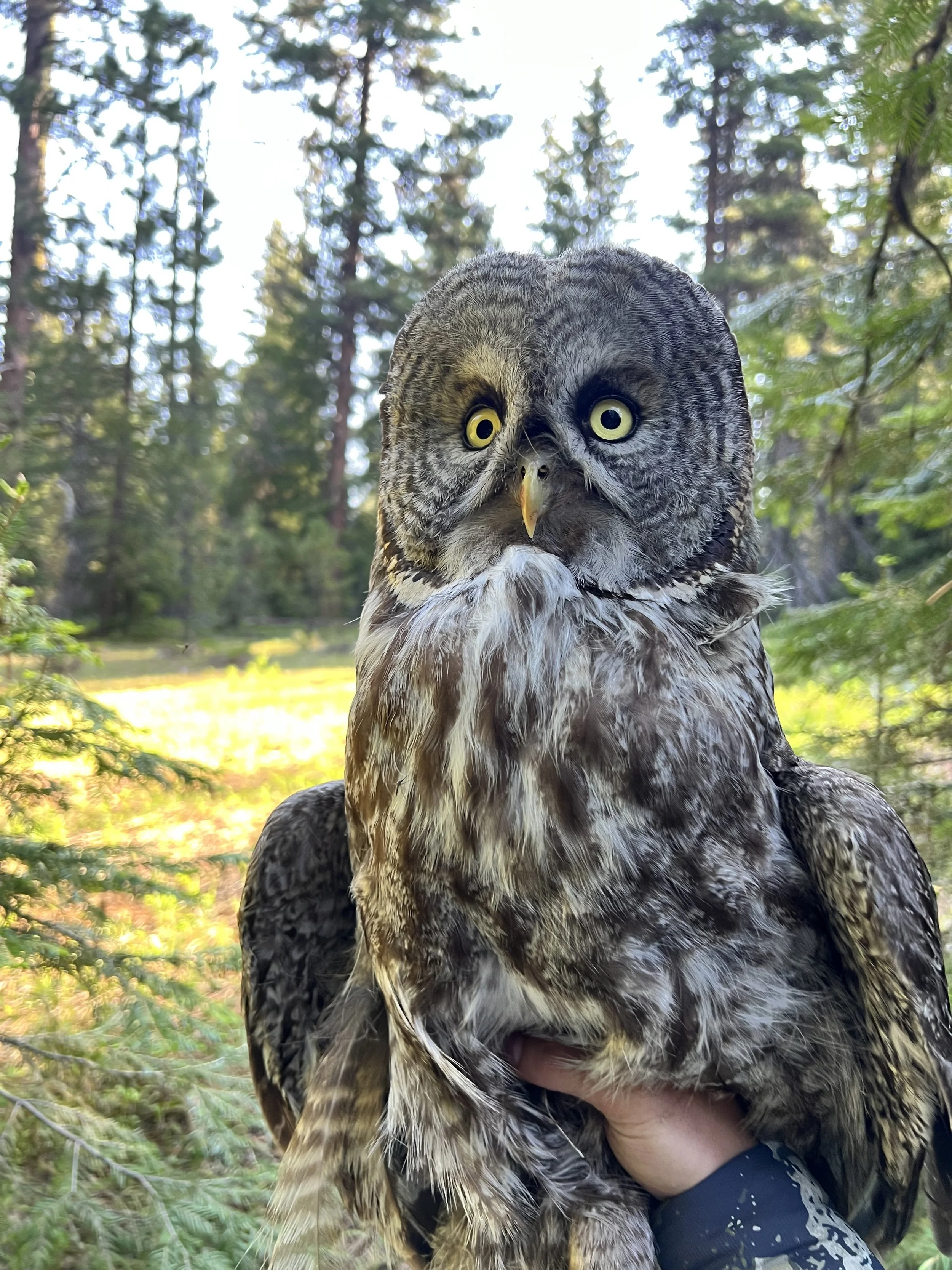 Male GGOW just before being released. 