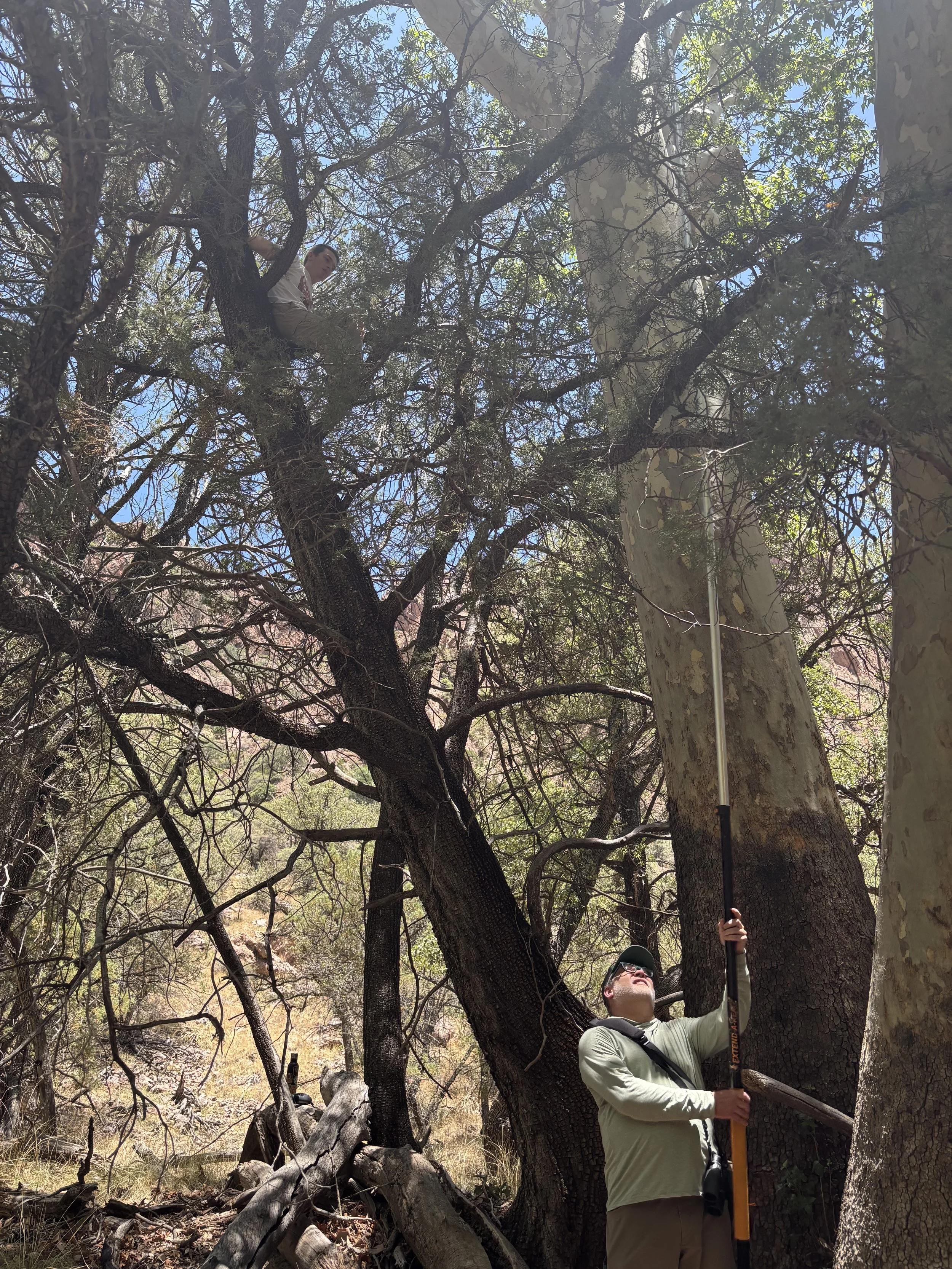 Dave handing me the gaffing pole to see if we could reach a tall cavity. 