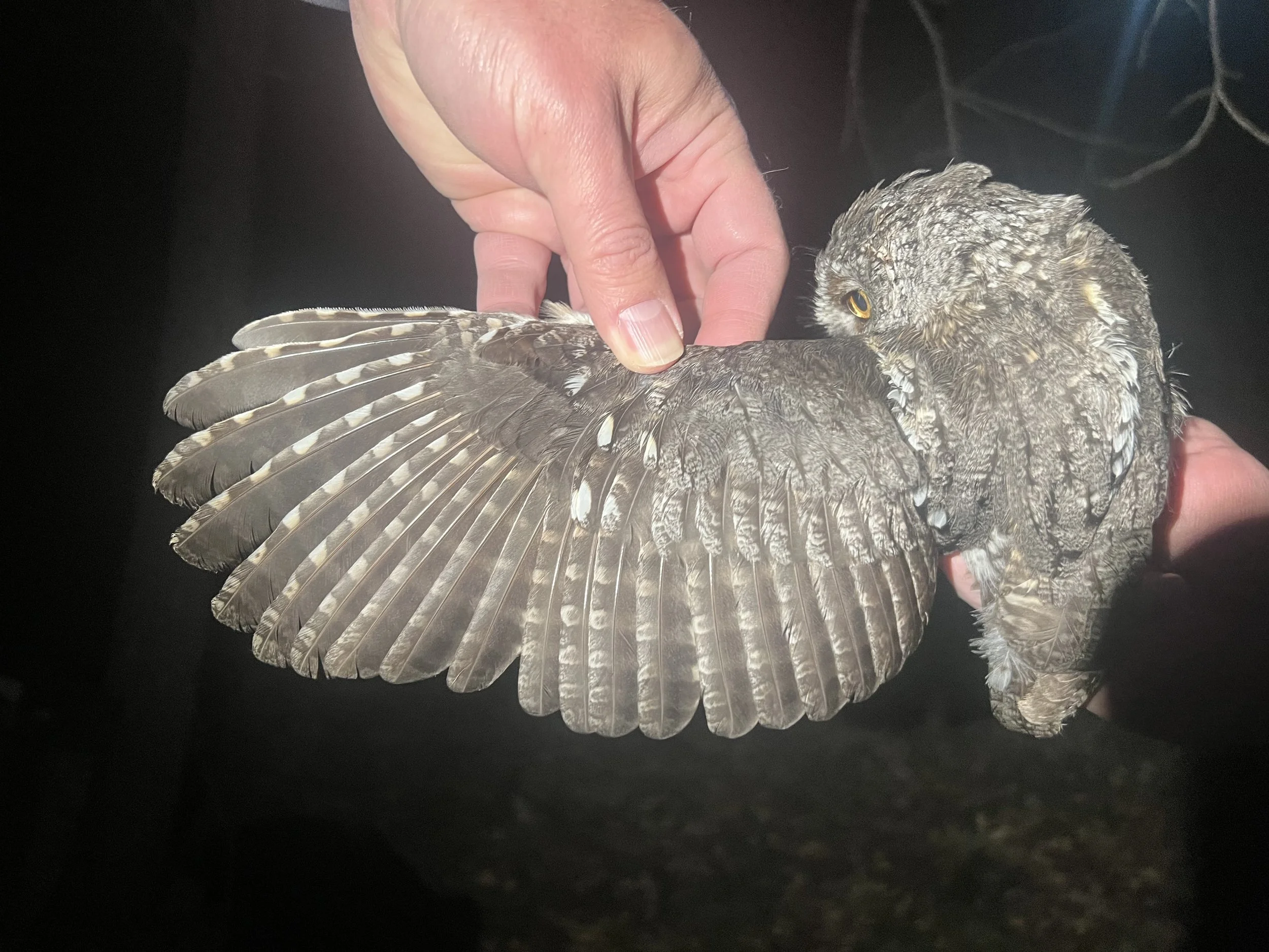 Screech owl wing.