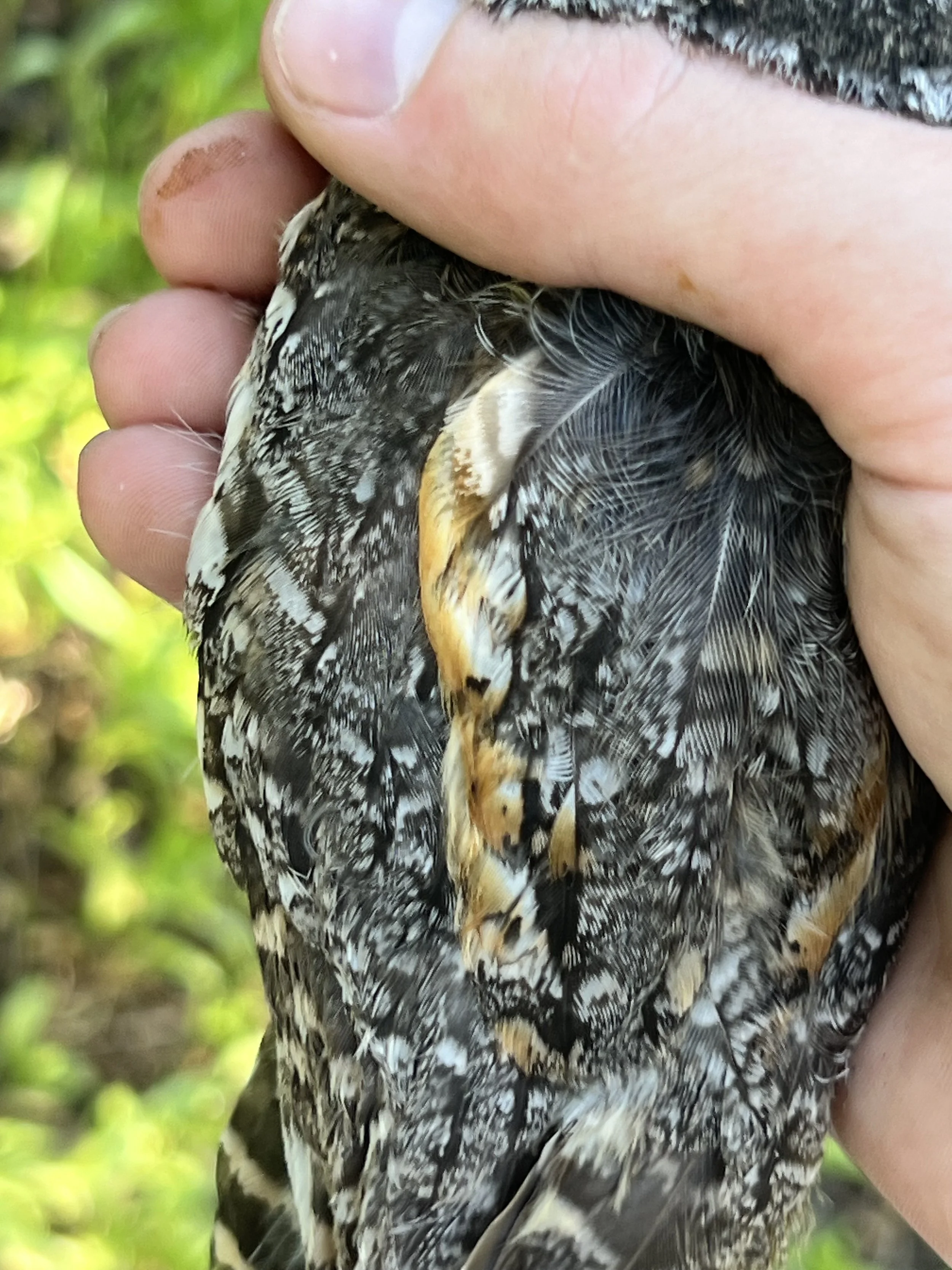 The flame-colored streaks of a Flammulated owl - where they get their name.