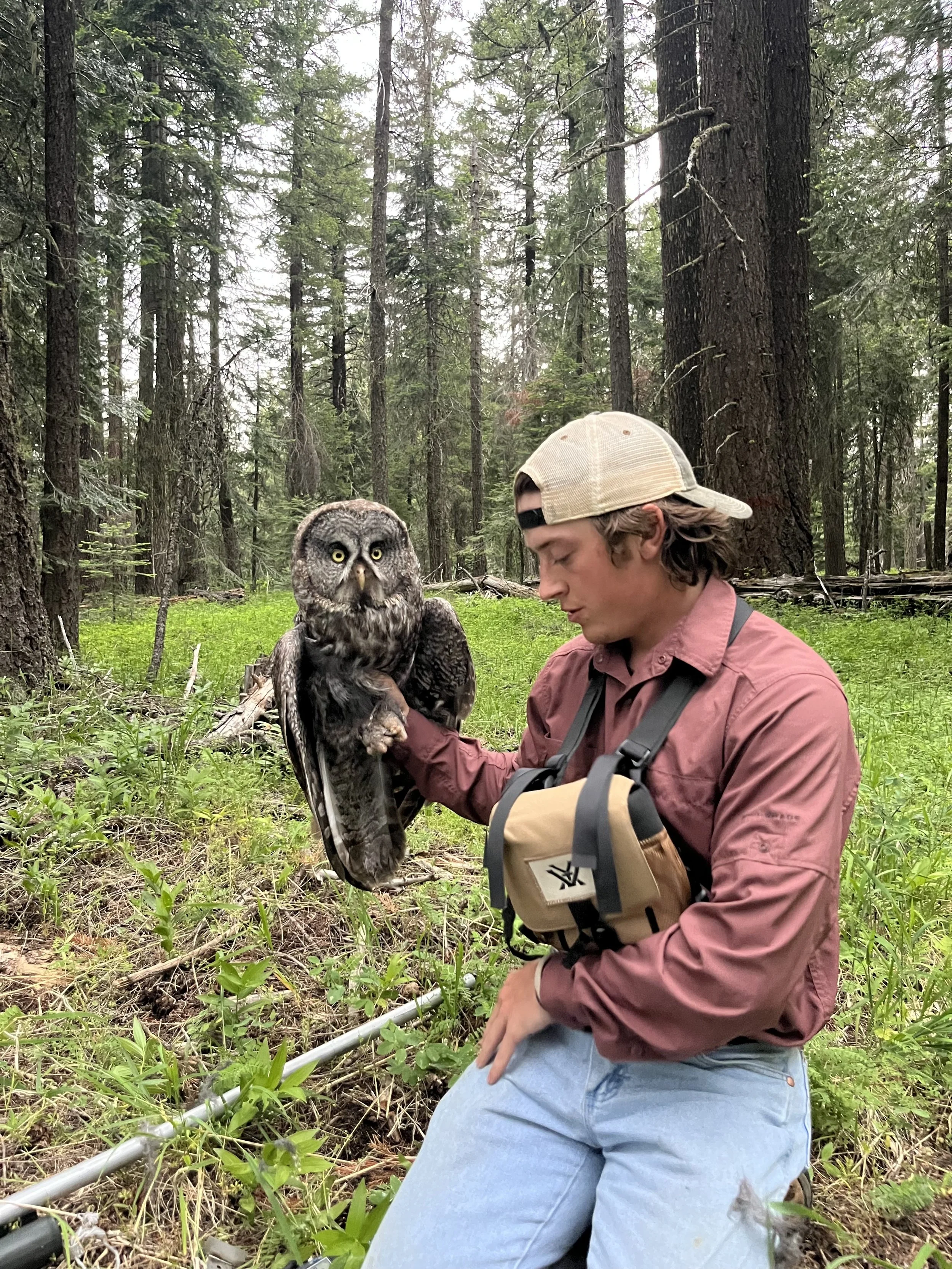 Recently caught GGOW ready to be processed and banded. 