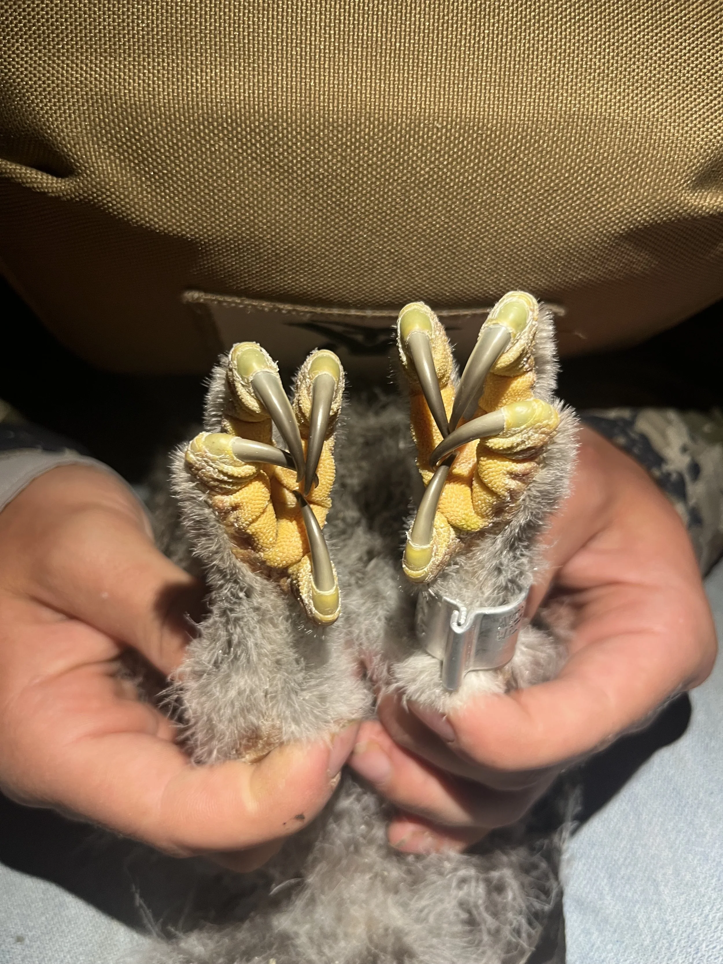 Vibrant yellow feet of a young GGOW.