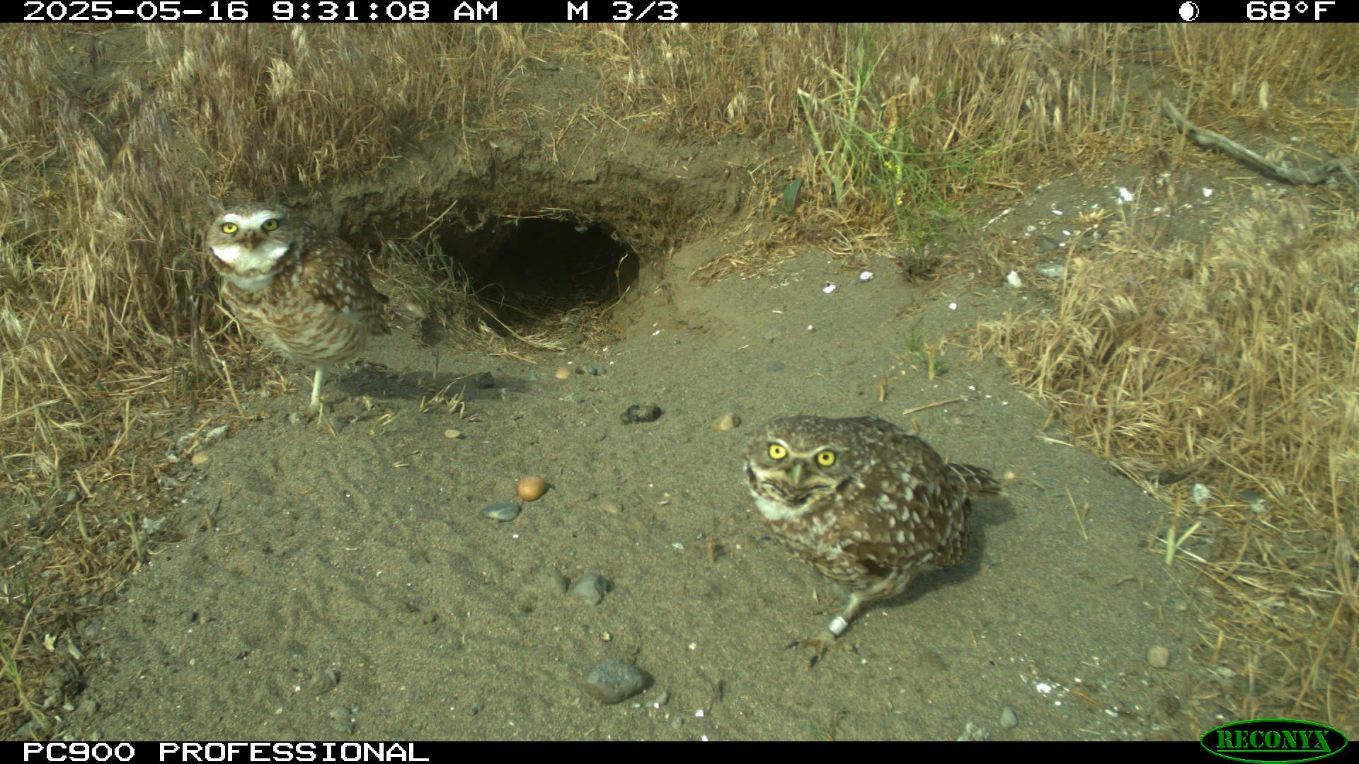 Trail camera shot of a pair and their natural burrow.