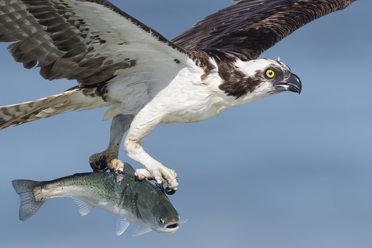 Osprey3.jpeg