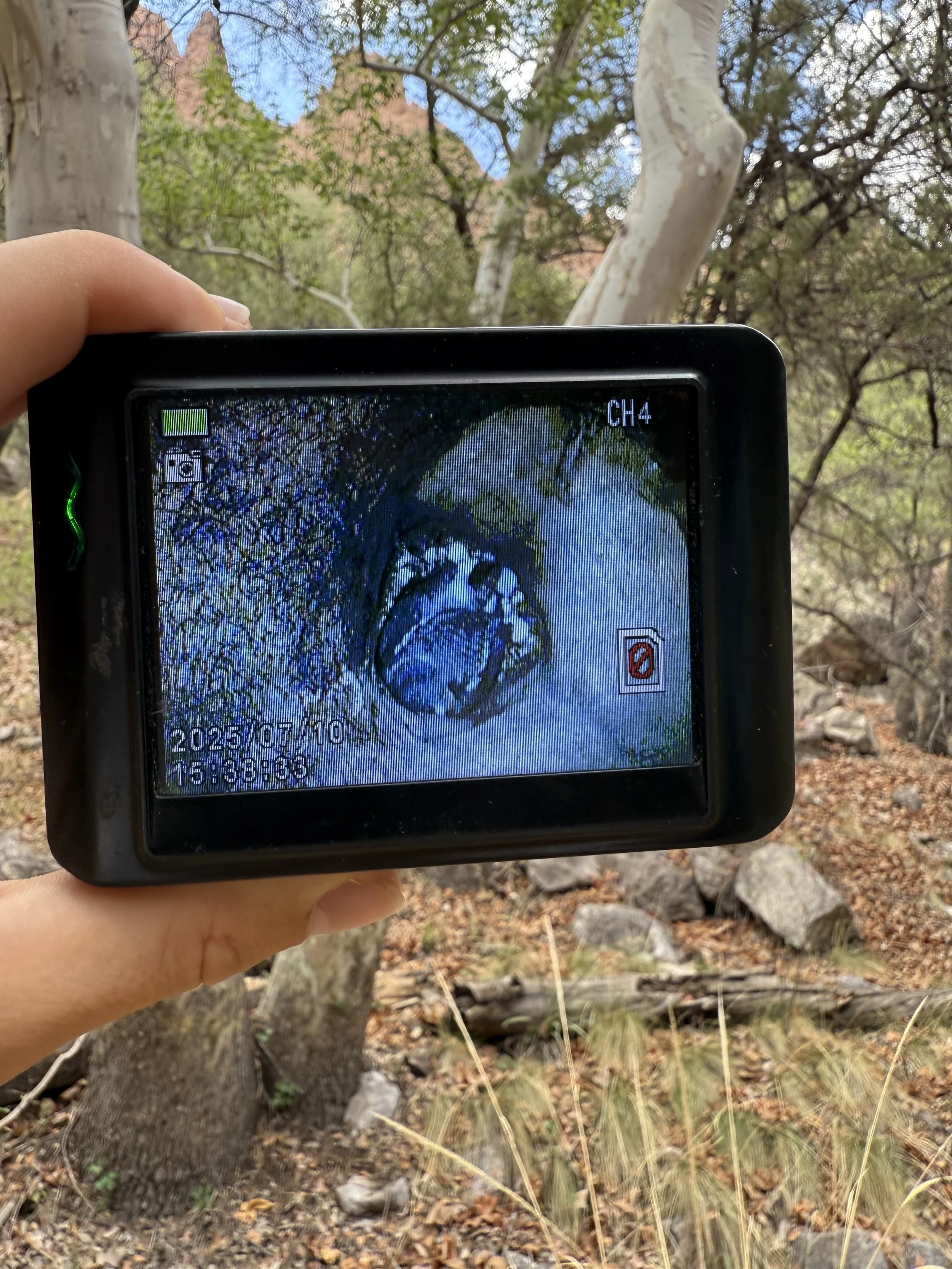 Female Elf Owl in her nest cavity. 