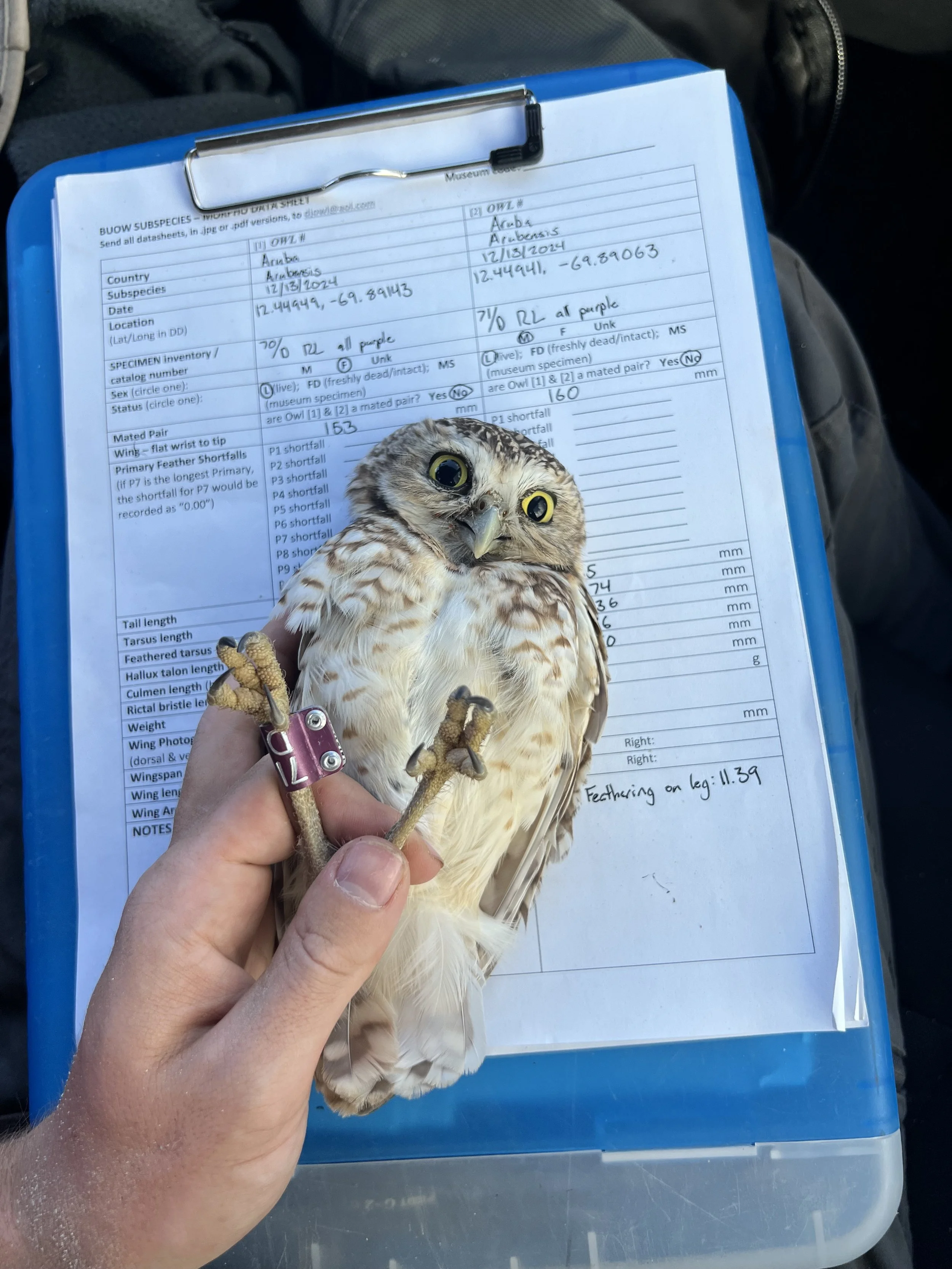 A Shoco, the Aruban name for Burrowing Owl, gives us some morphological measurements.