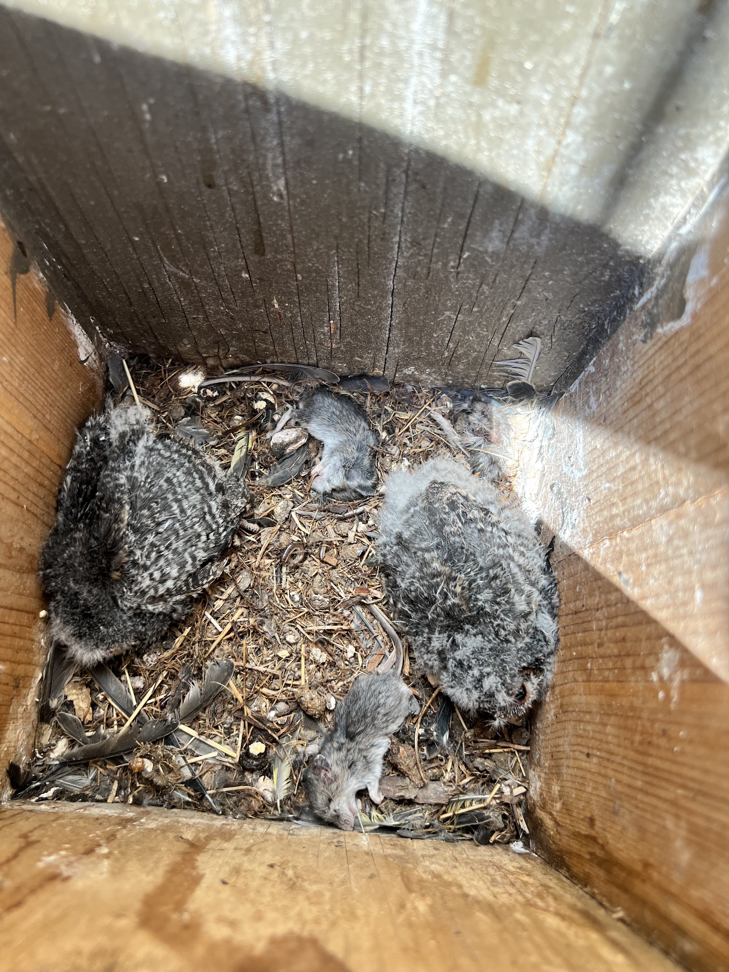 Two nestling FLOW's sleeping away in their nest box.