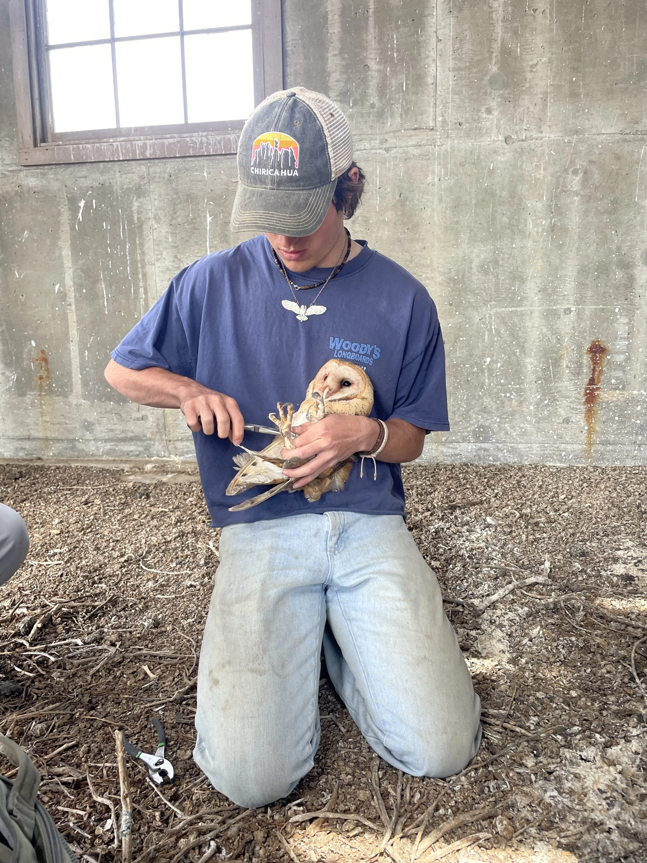 Me banding a female Barn Owl.