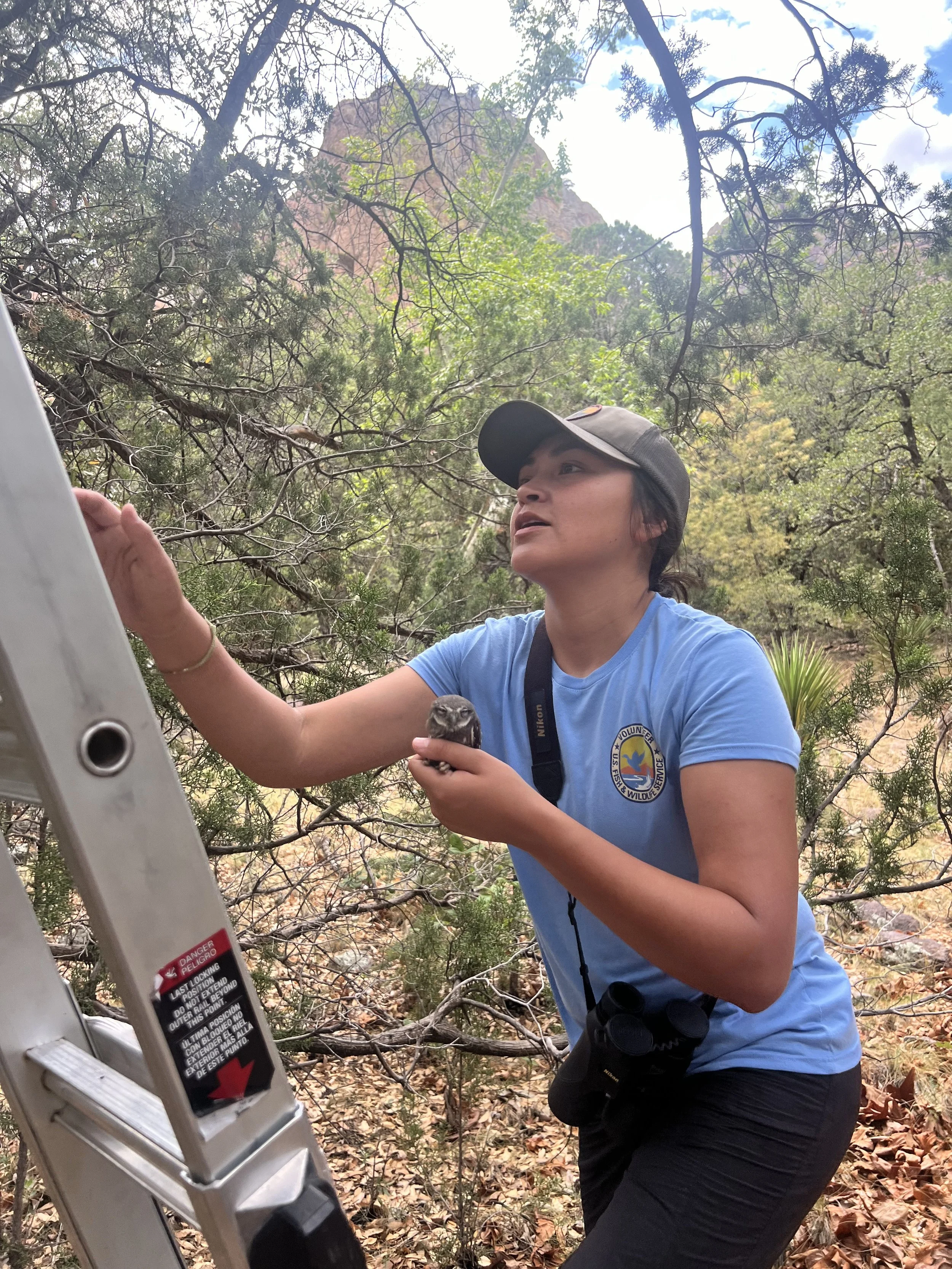 Kassandra putting the pygmy owl chick back up into the tree.