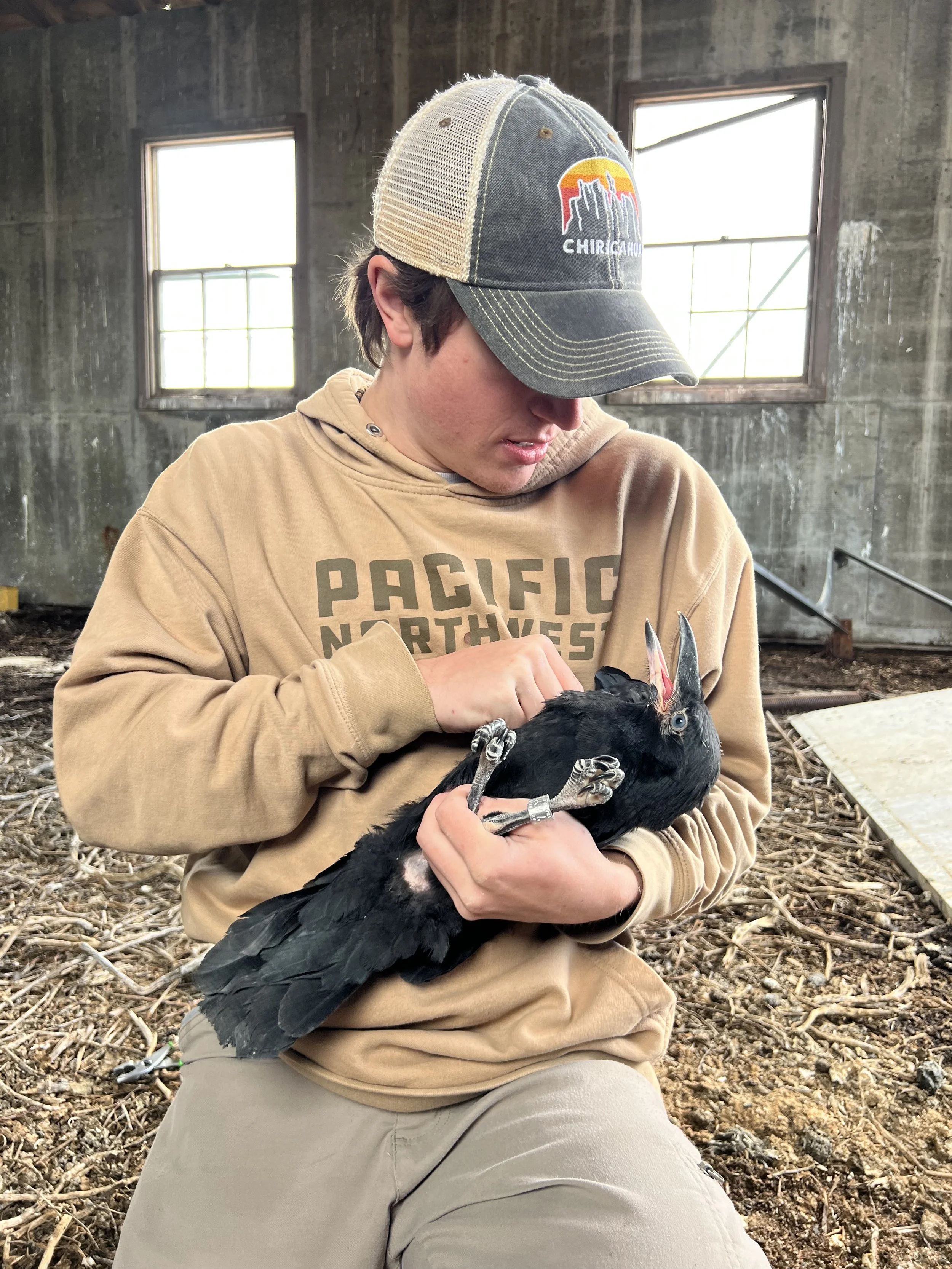Myself and a Common Raven chick.