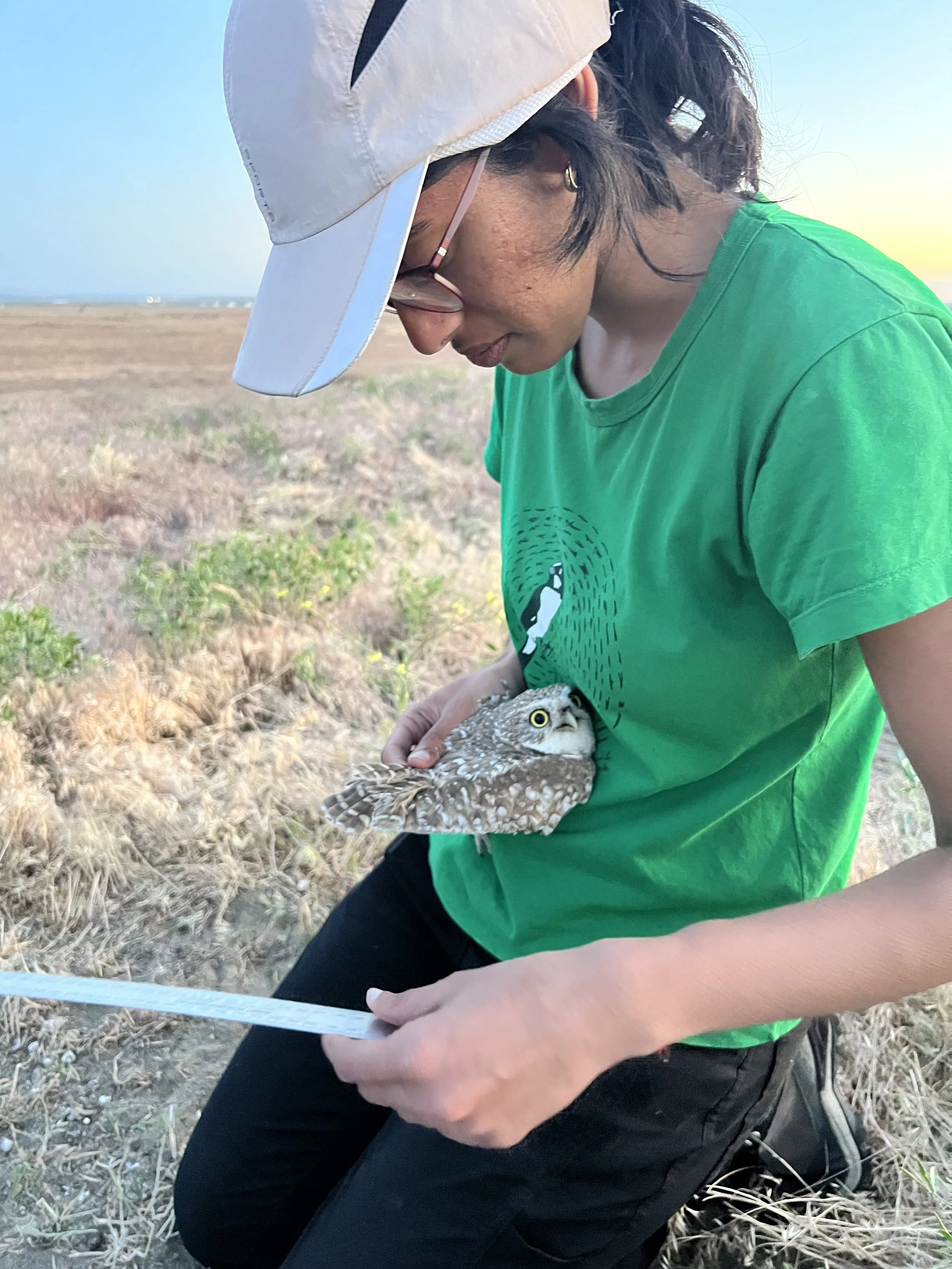 Mala taking wing cord measurement. 