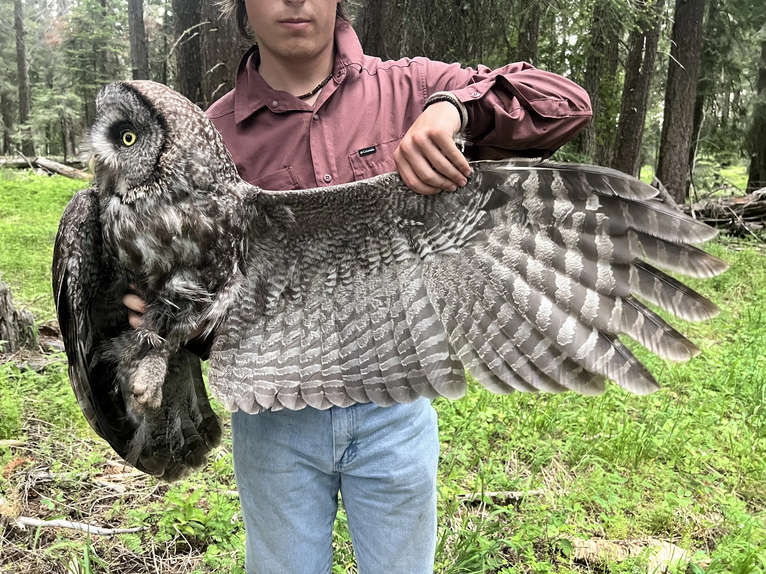 Wing photo of a female Great Gray. Absolutely stunning. 