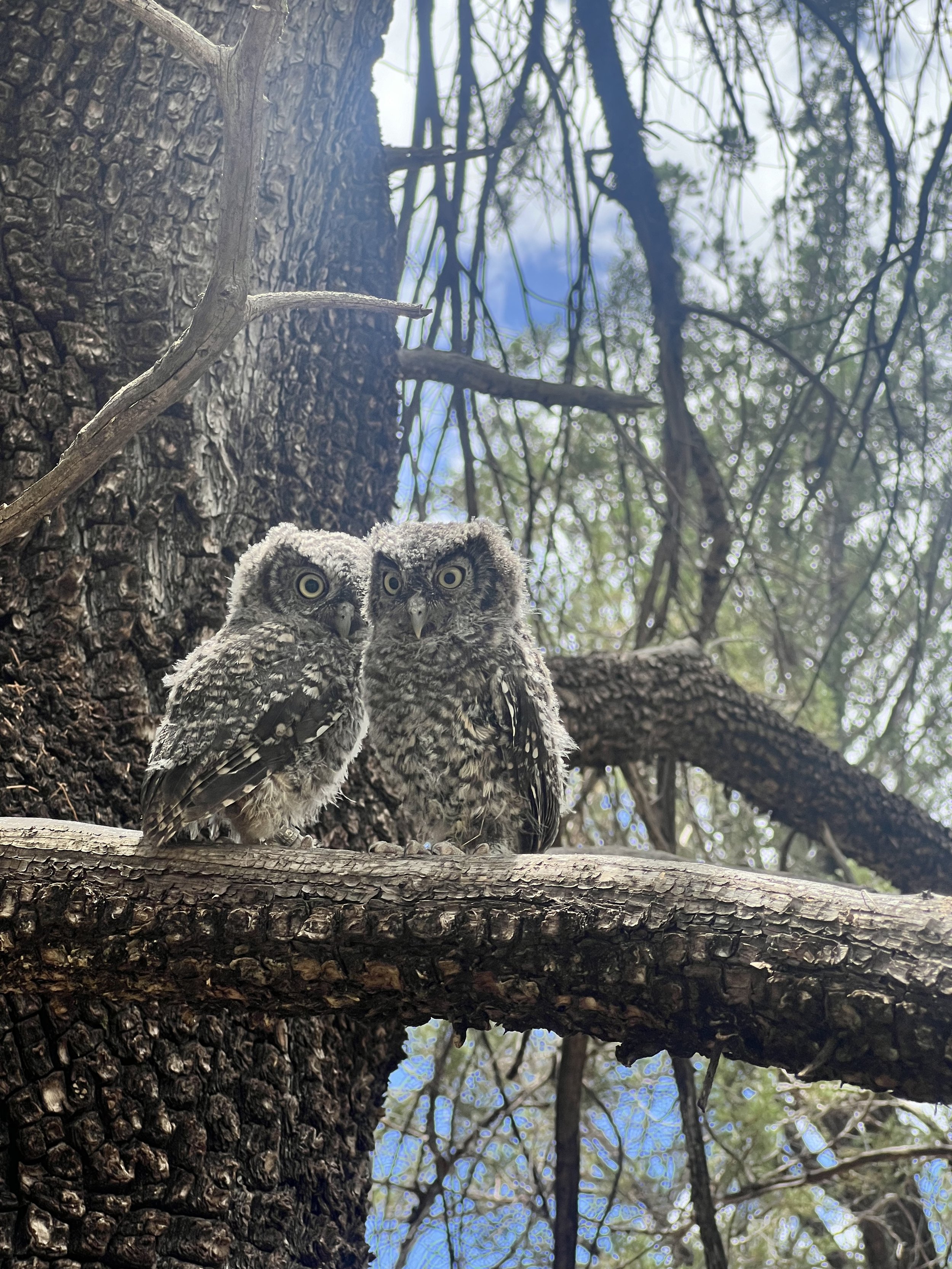 The released WHSO fledgling back into the tree.