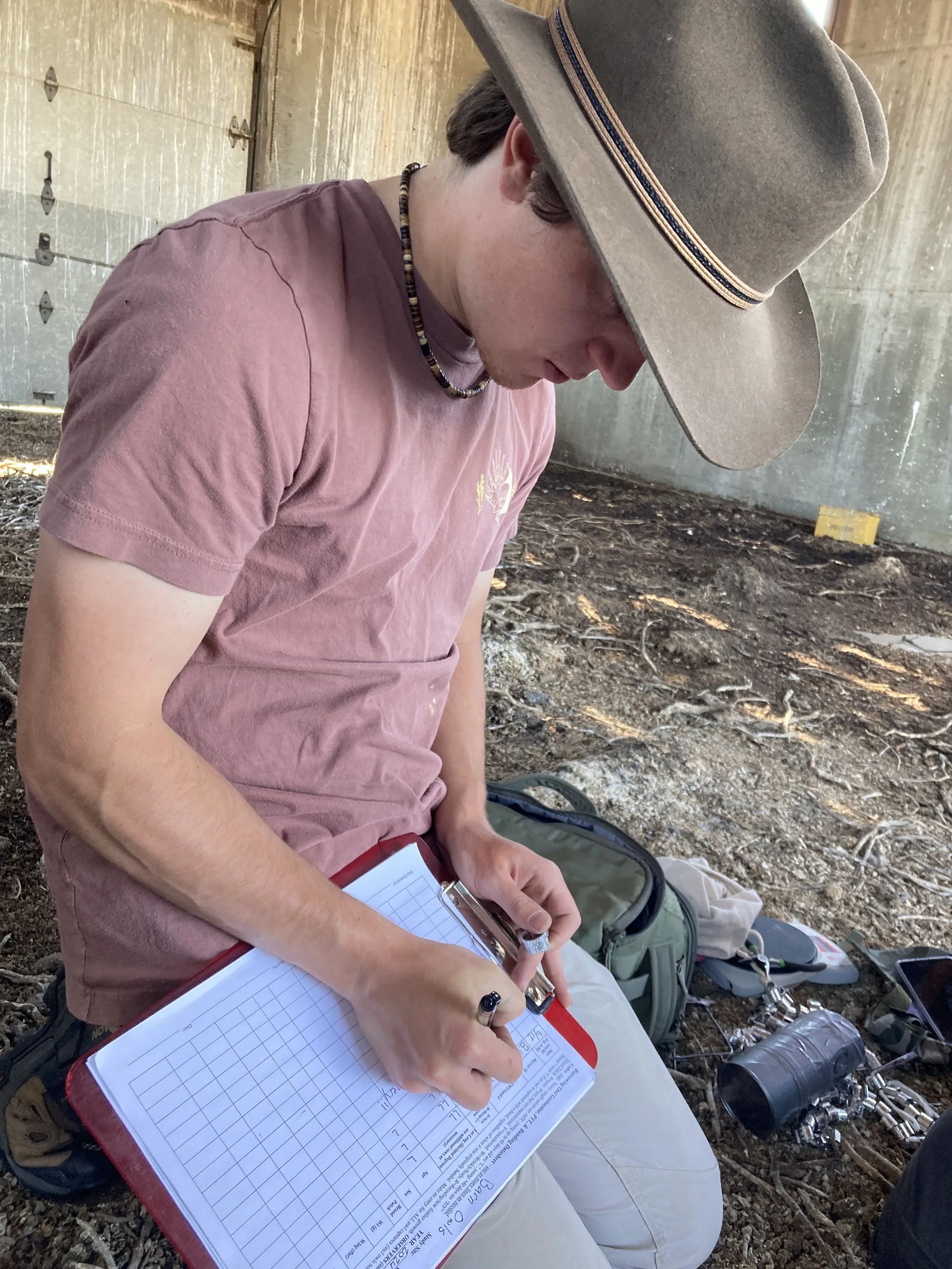 Myself recording banding data on Barn Owl chicks.