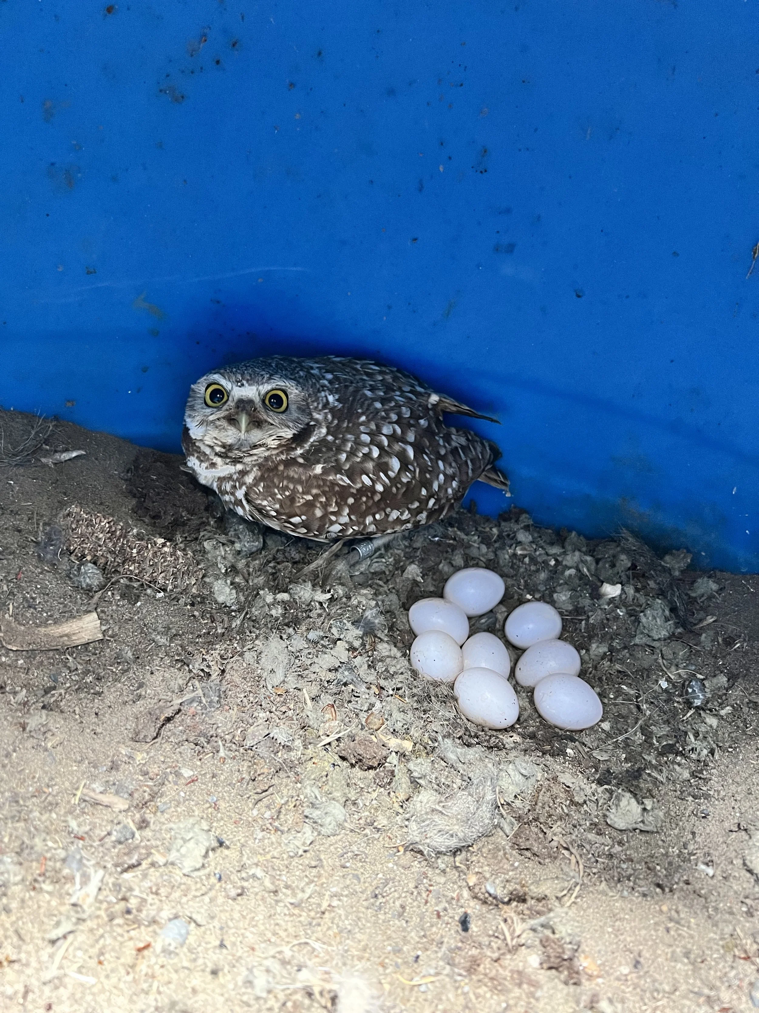 Female BUOW with her 8 eggs.