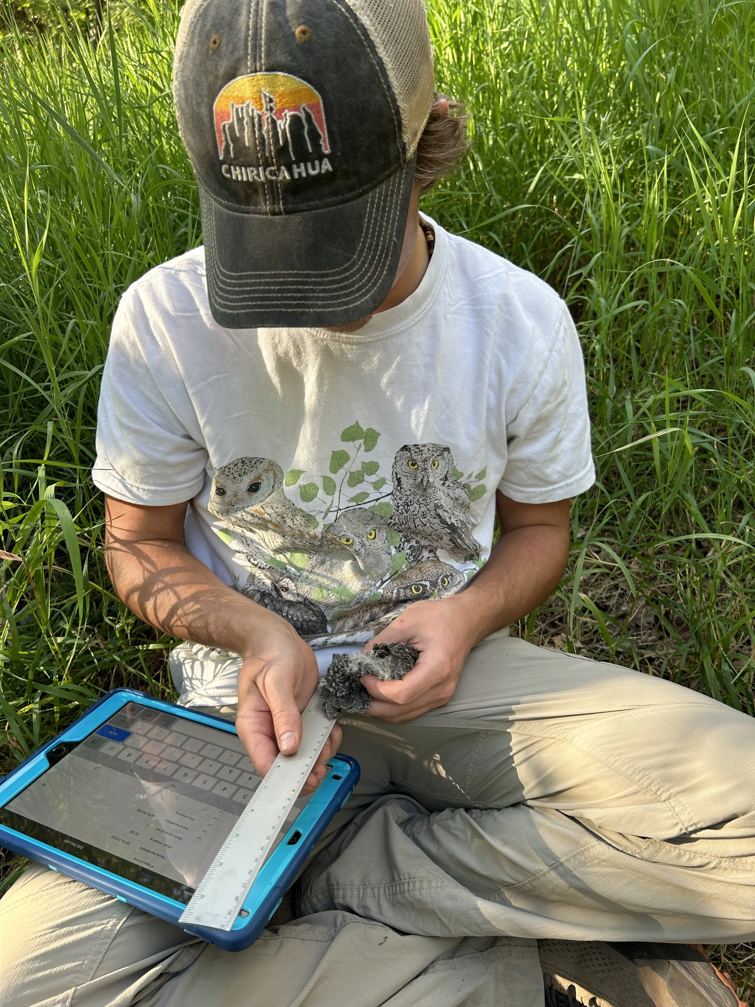 Taking measurements of a FLOW nestling.
