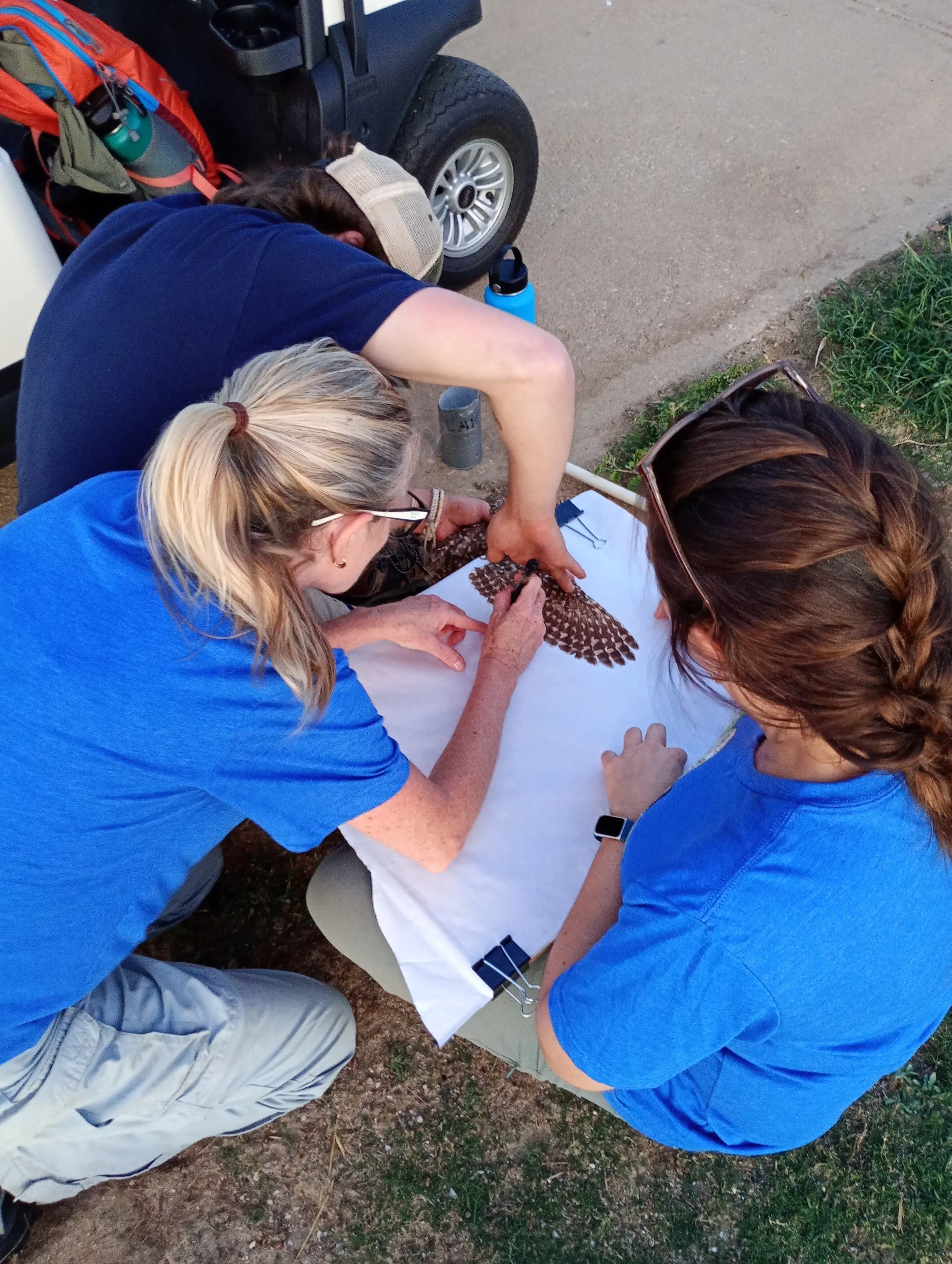 Recording the wing surface area of a Shoco.