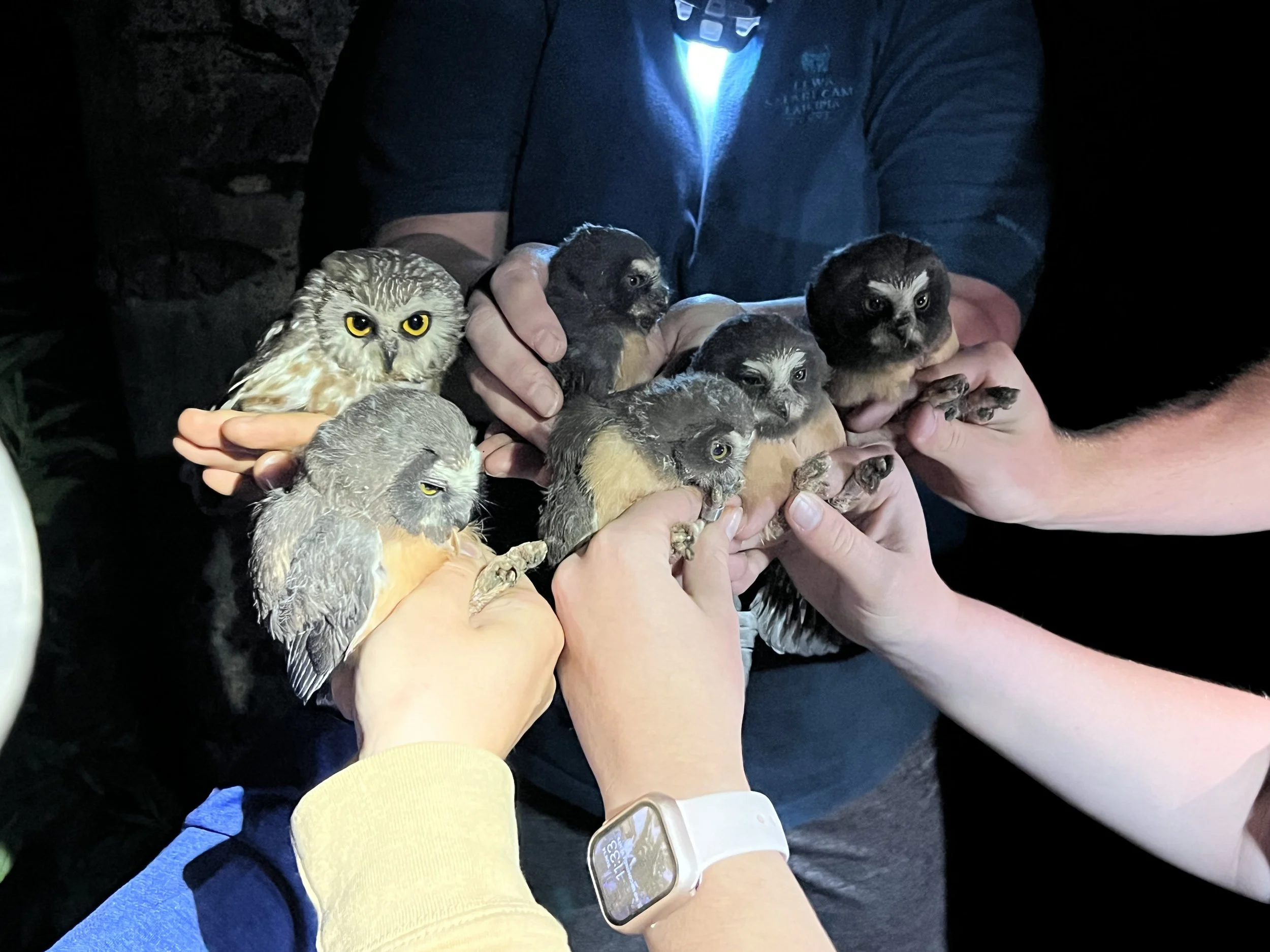 Family of NSWO's after being banded.