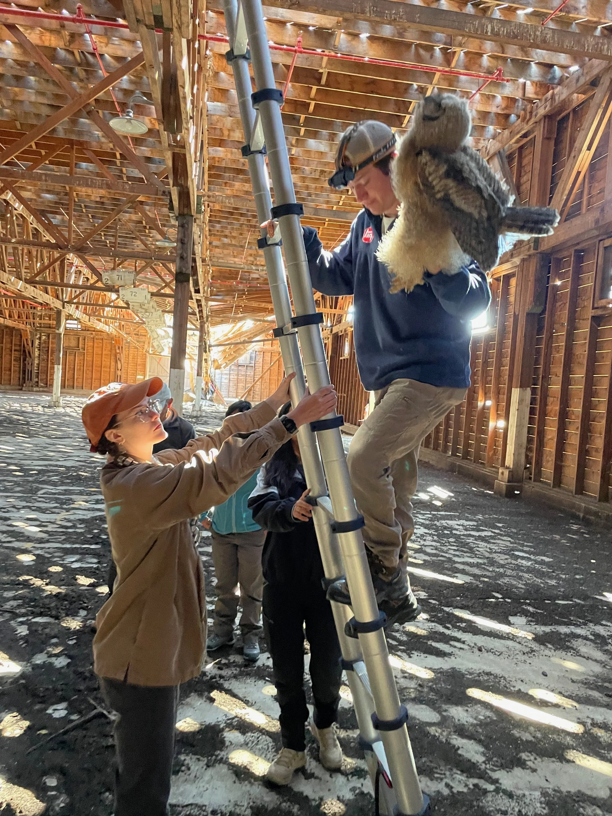 Me climbing down with a deceased GHOW fledging that was stuck in the rafters of an abandoned warehouse. 