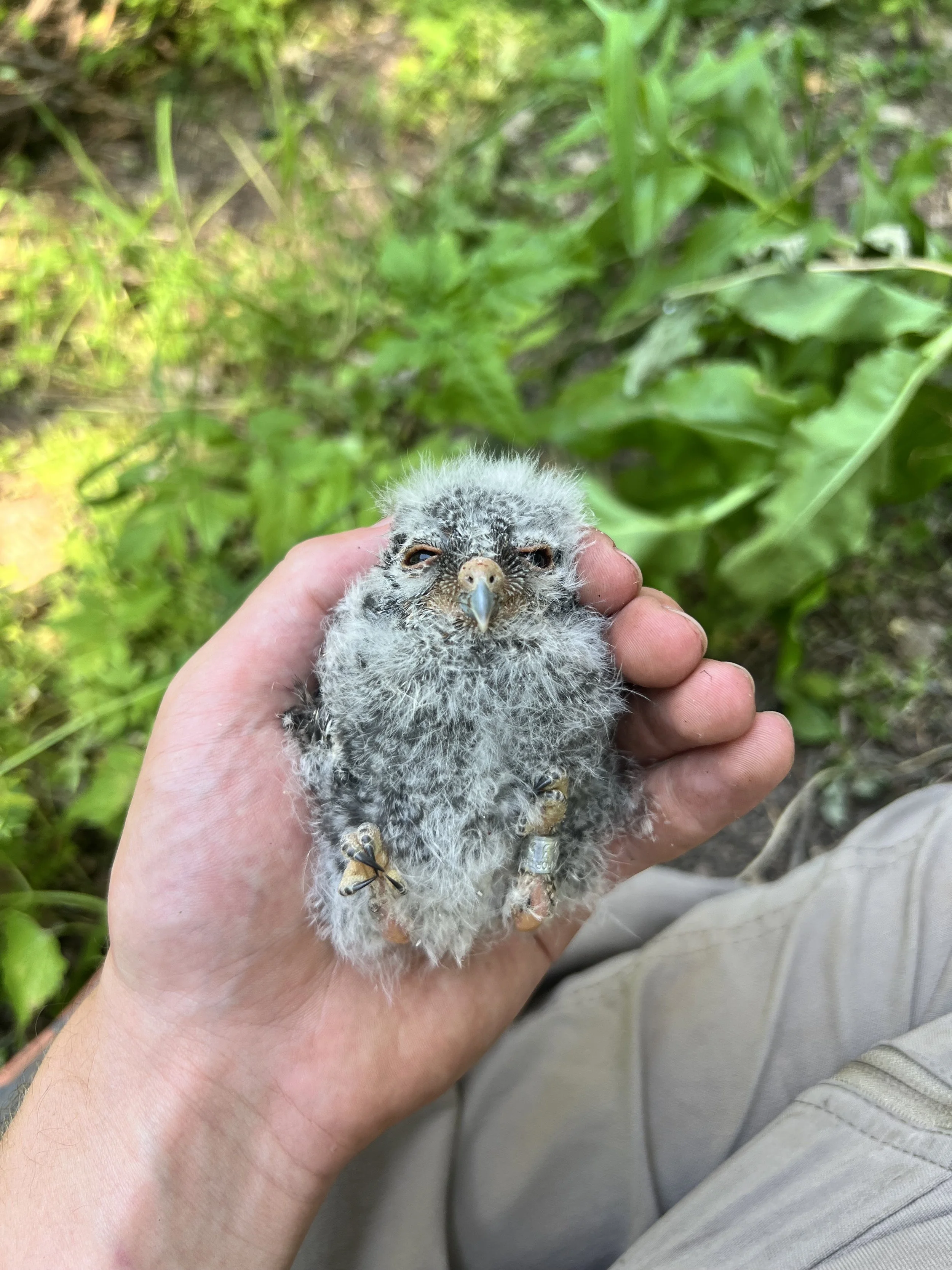 A banded Flammulated Owl nestling.
