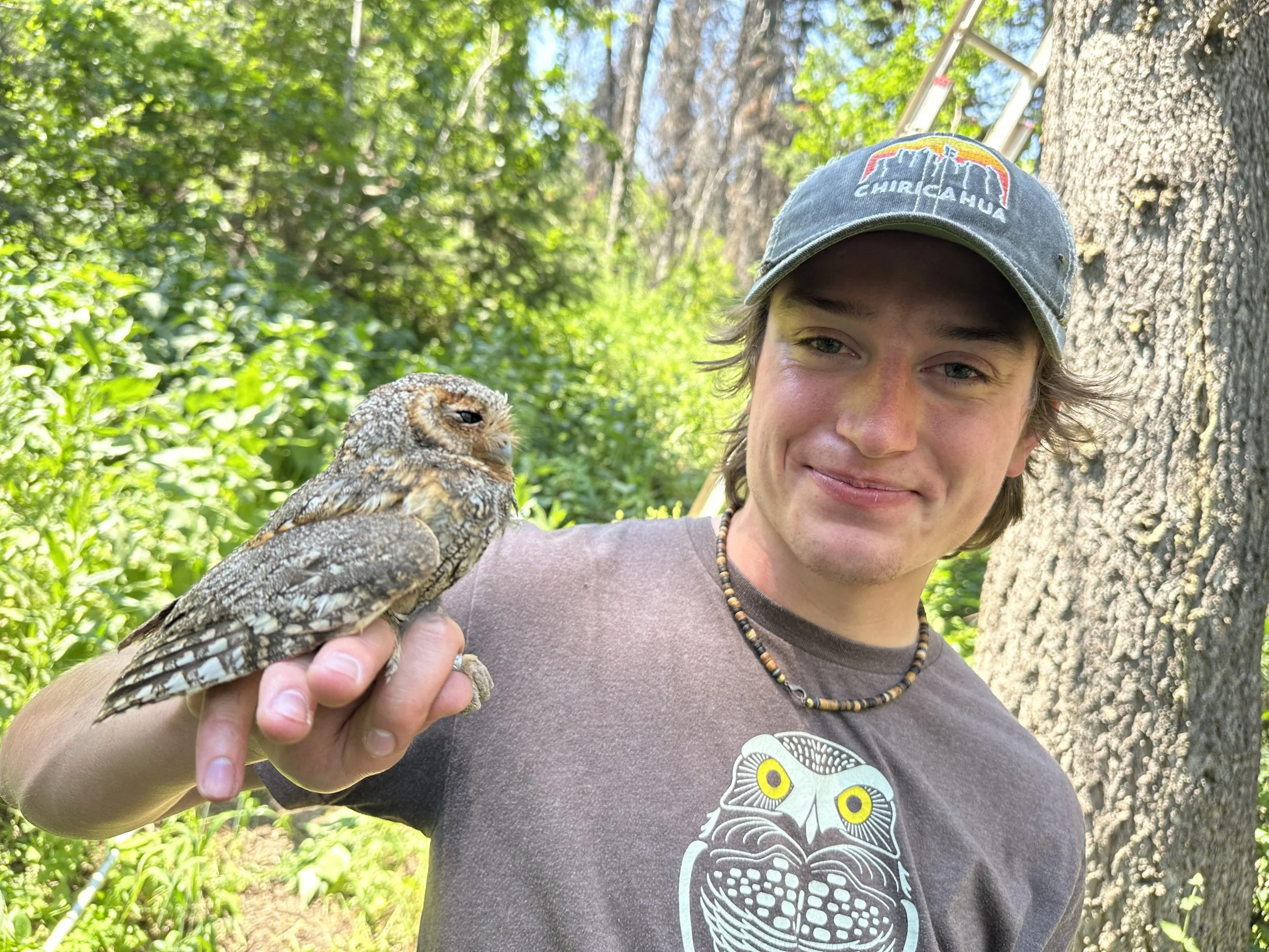 My first adult FLOW. They are beautiful!