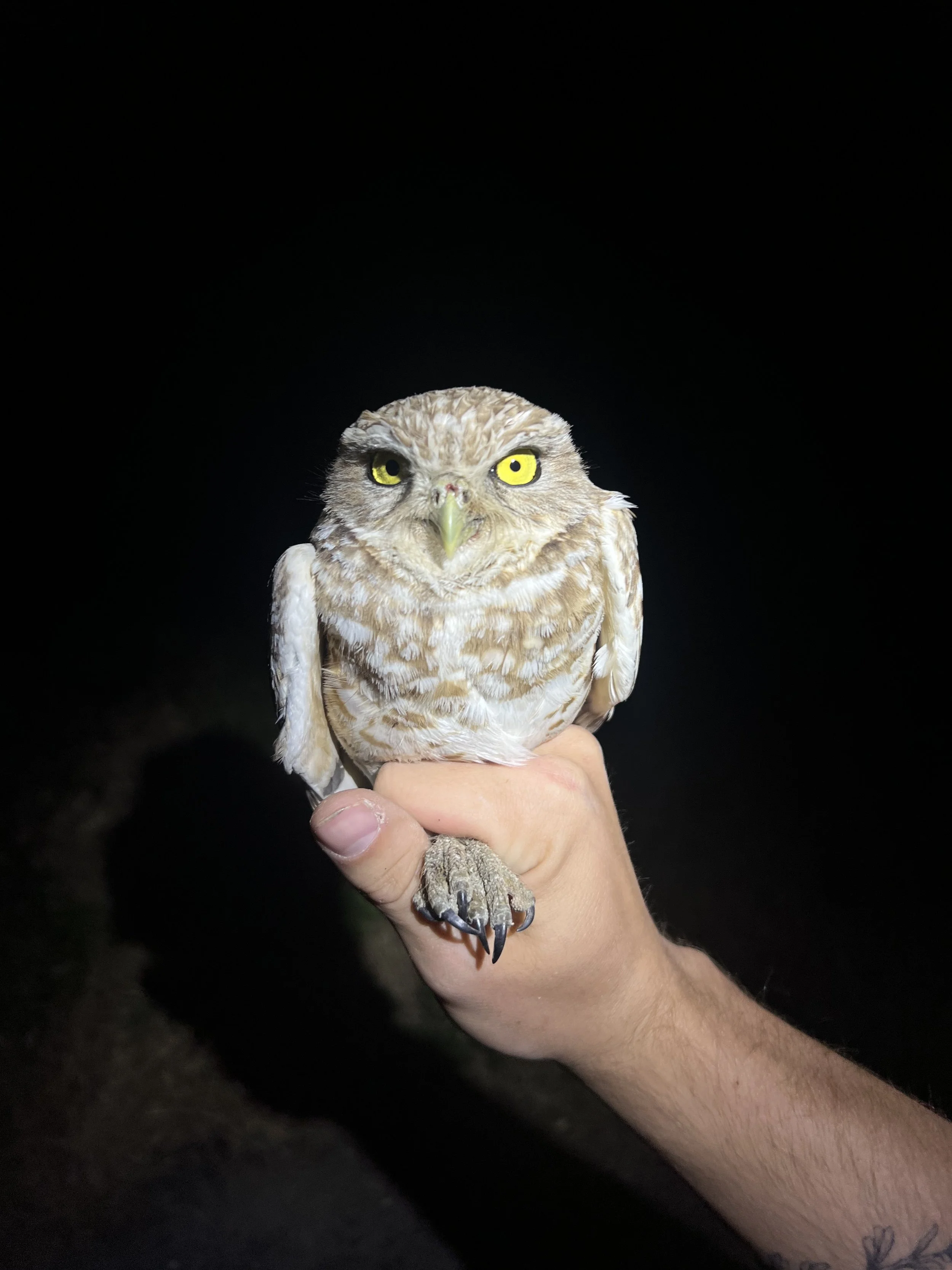 Beautiful male BUOW.