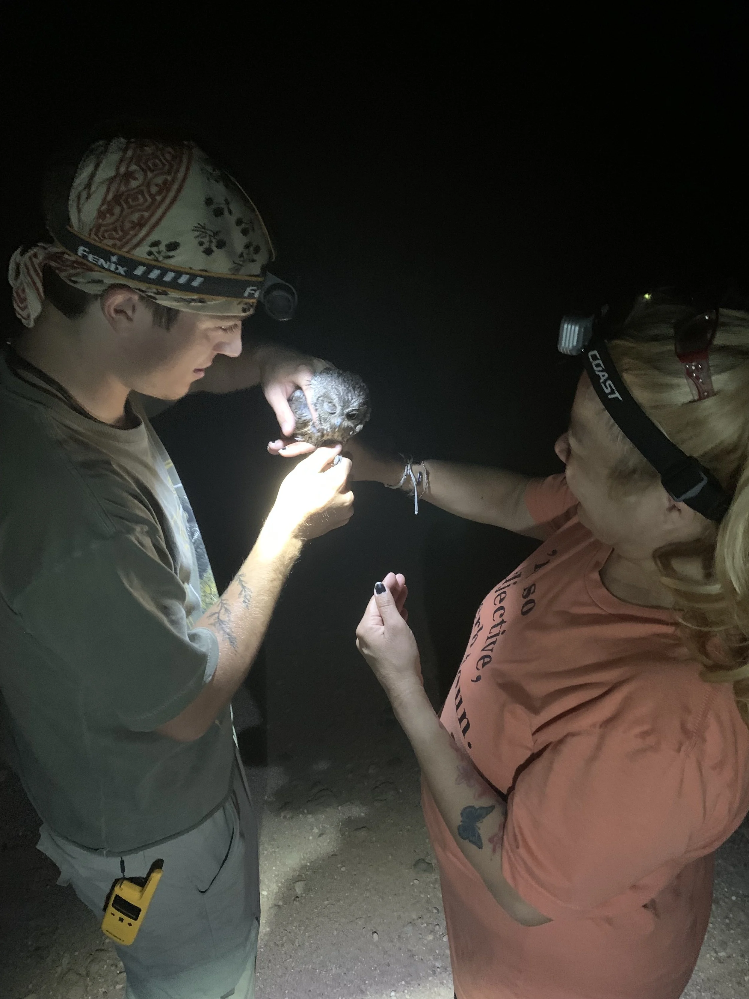 Handing off a Western Screech-Owl to a citizen scientist.