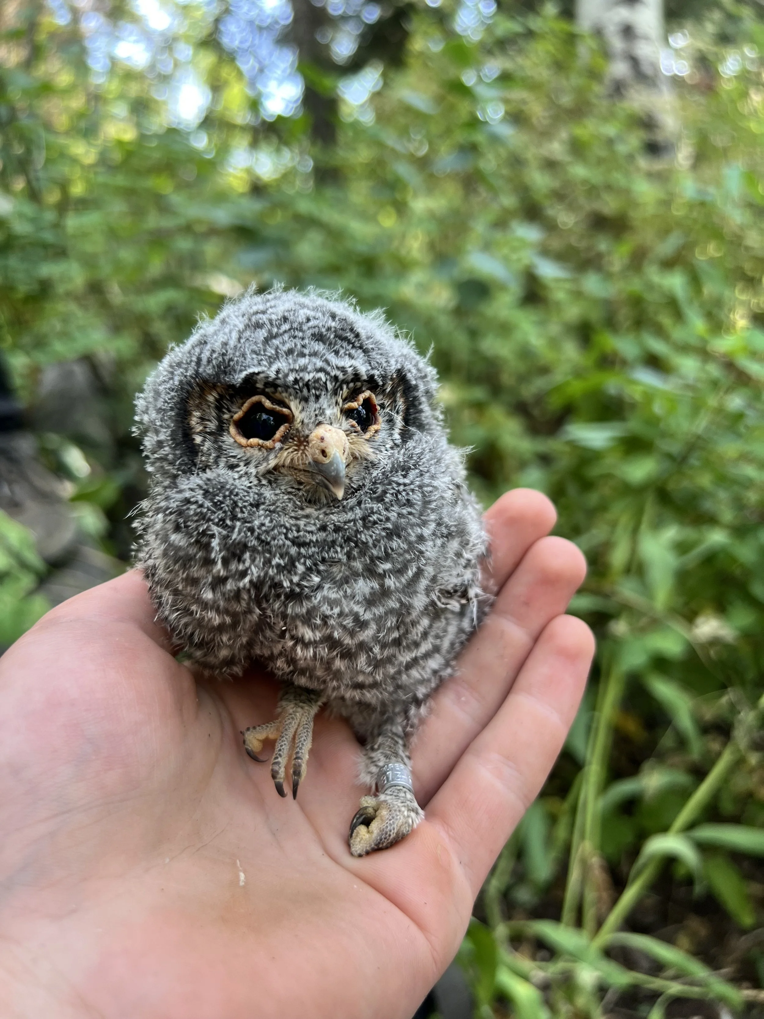 Flam nestling looking like a stuffed sock.