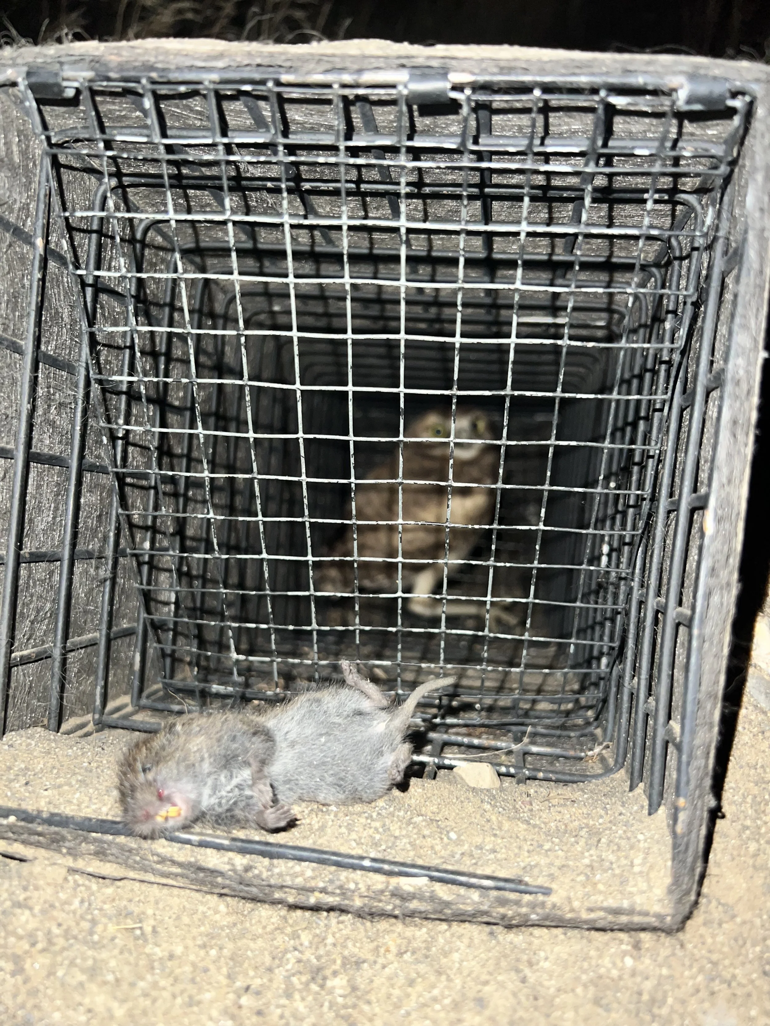 Prey delivery made to a nest where a trap was set. 