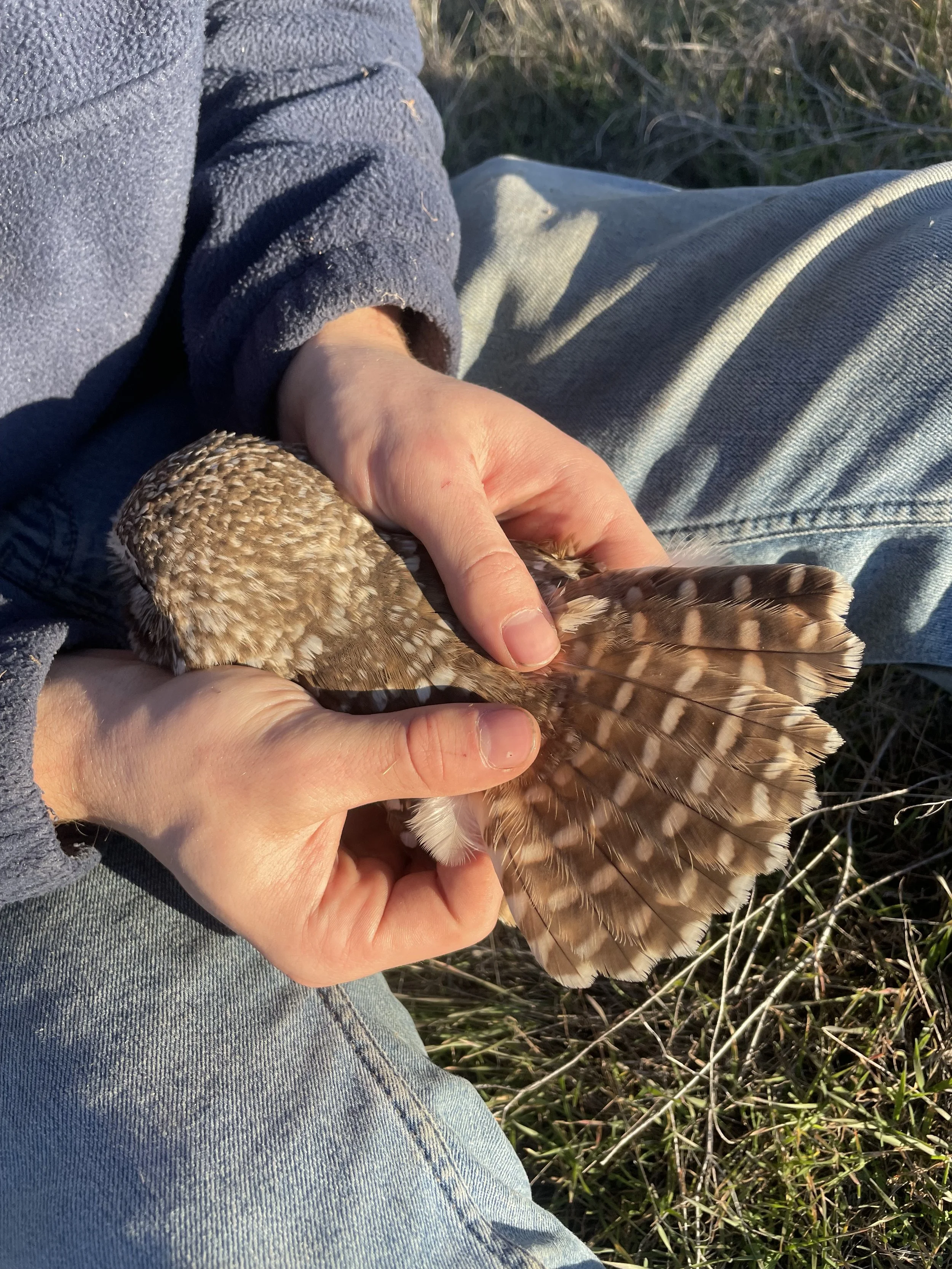 Tail feathers of a BUOW.