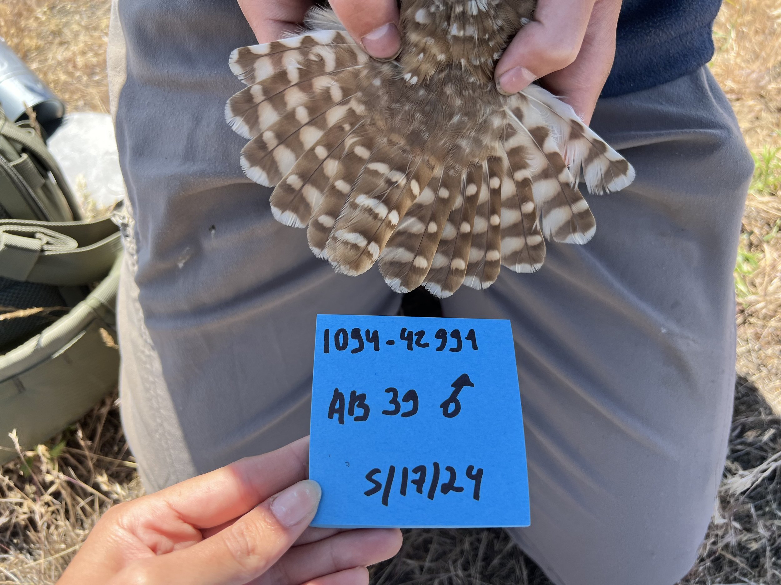 Tail barring of a male BUOW.