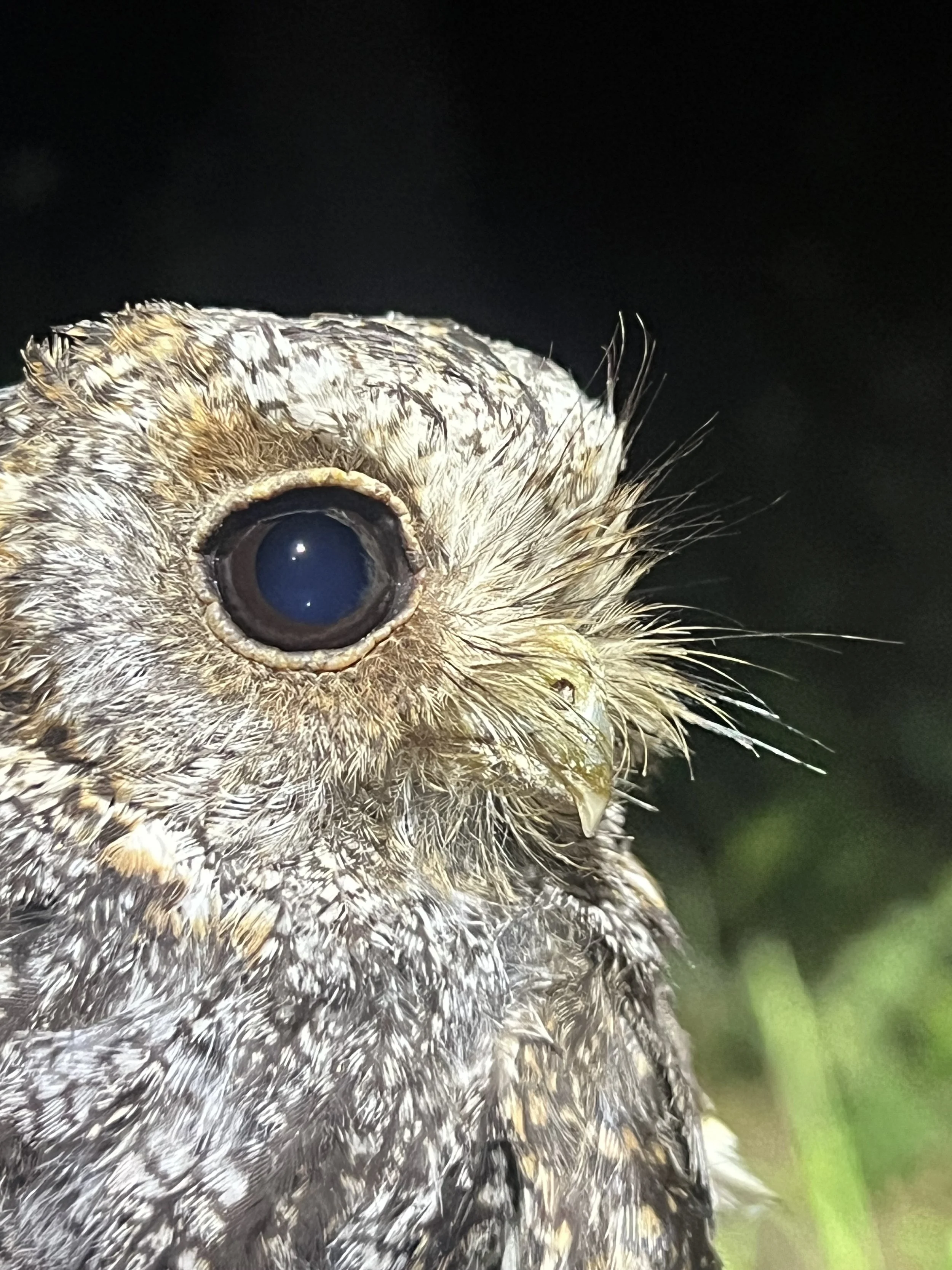 Close-up of an adult FLOW. Noticed their eyes are actually dark brown. 