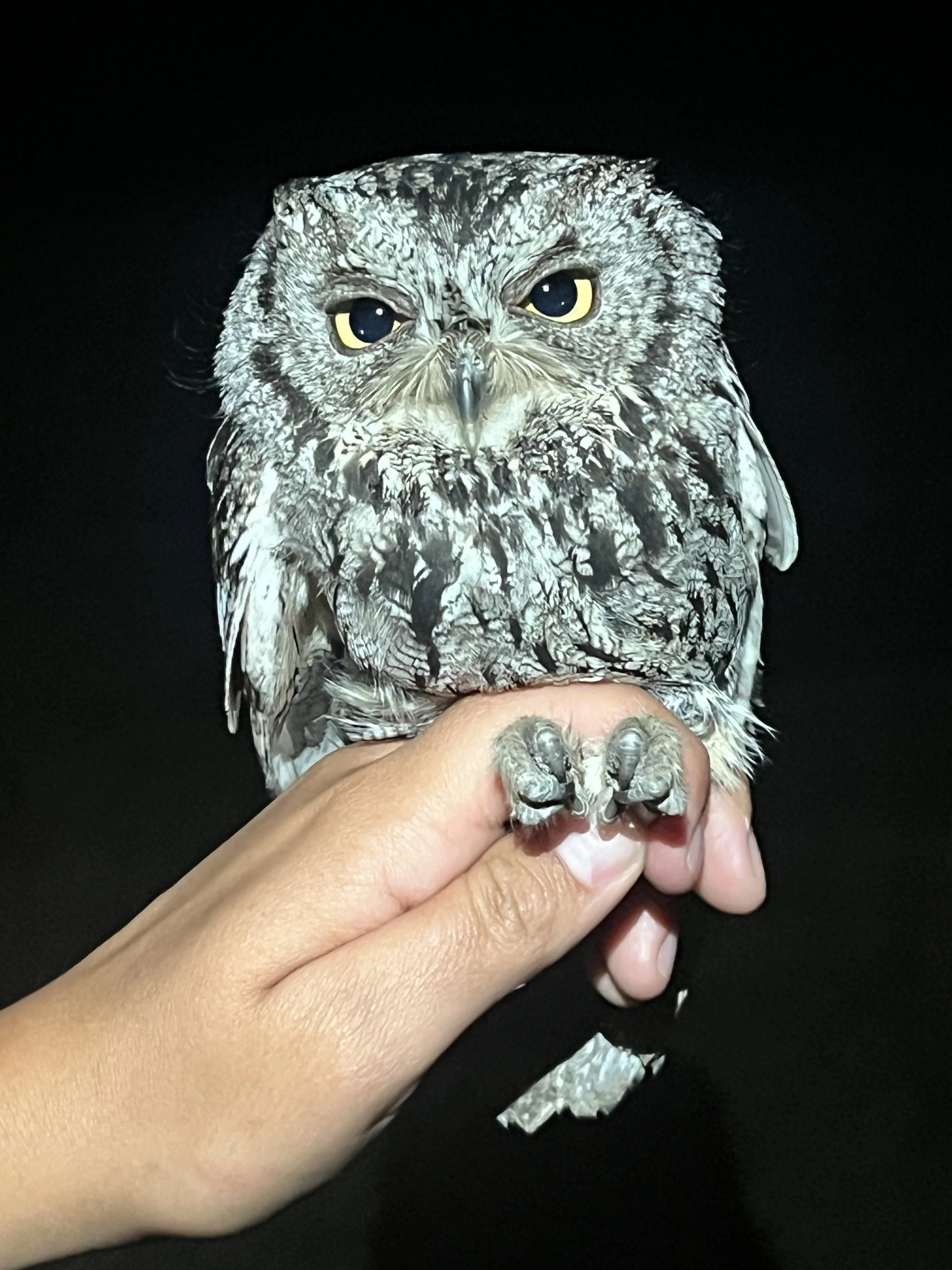 Western Screech-Owl.