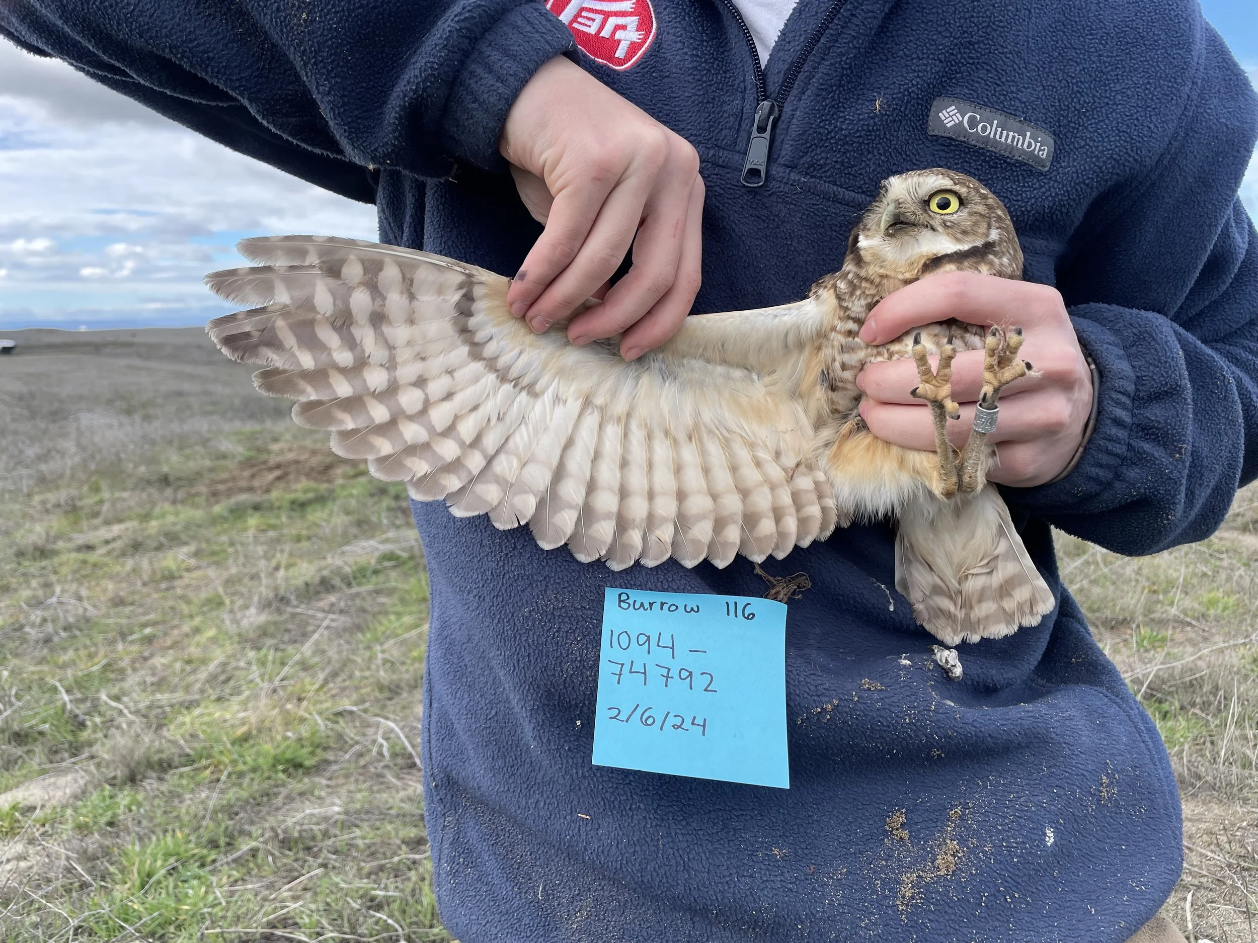 Wing photo of a male BUOW.