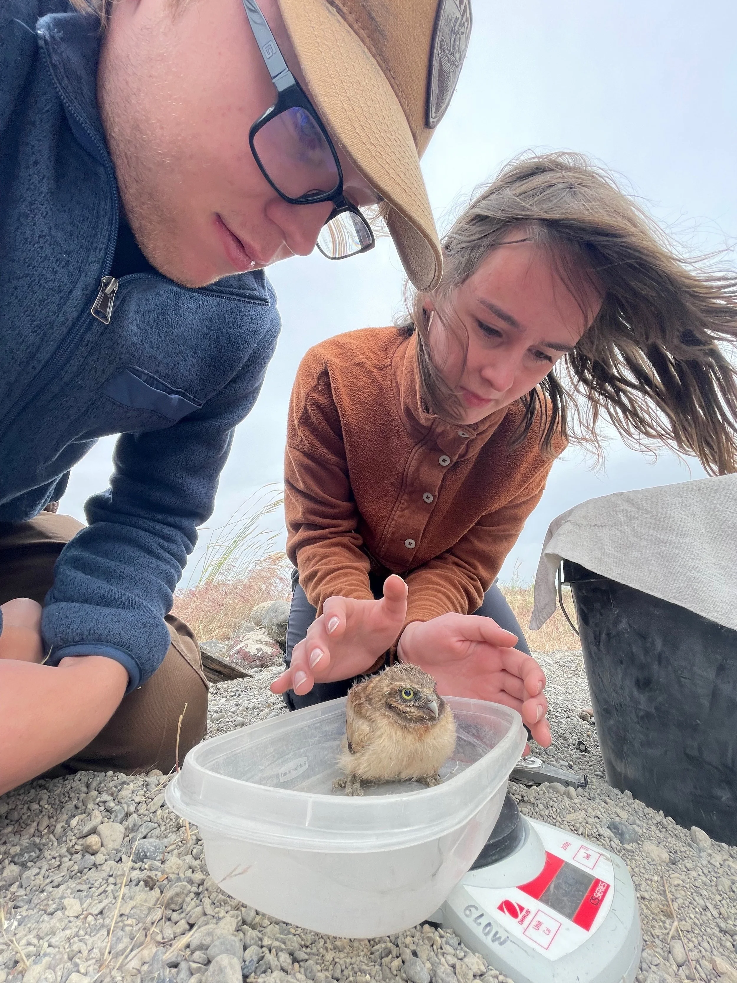 Elliott and Clara weighing a nestling.