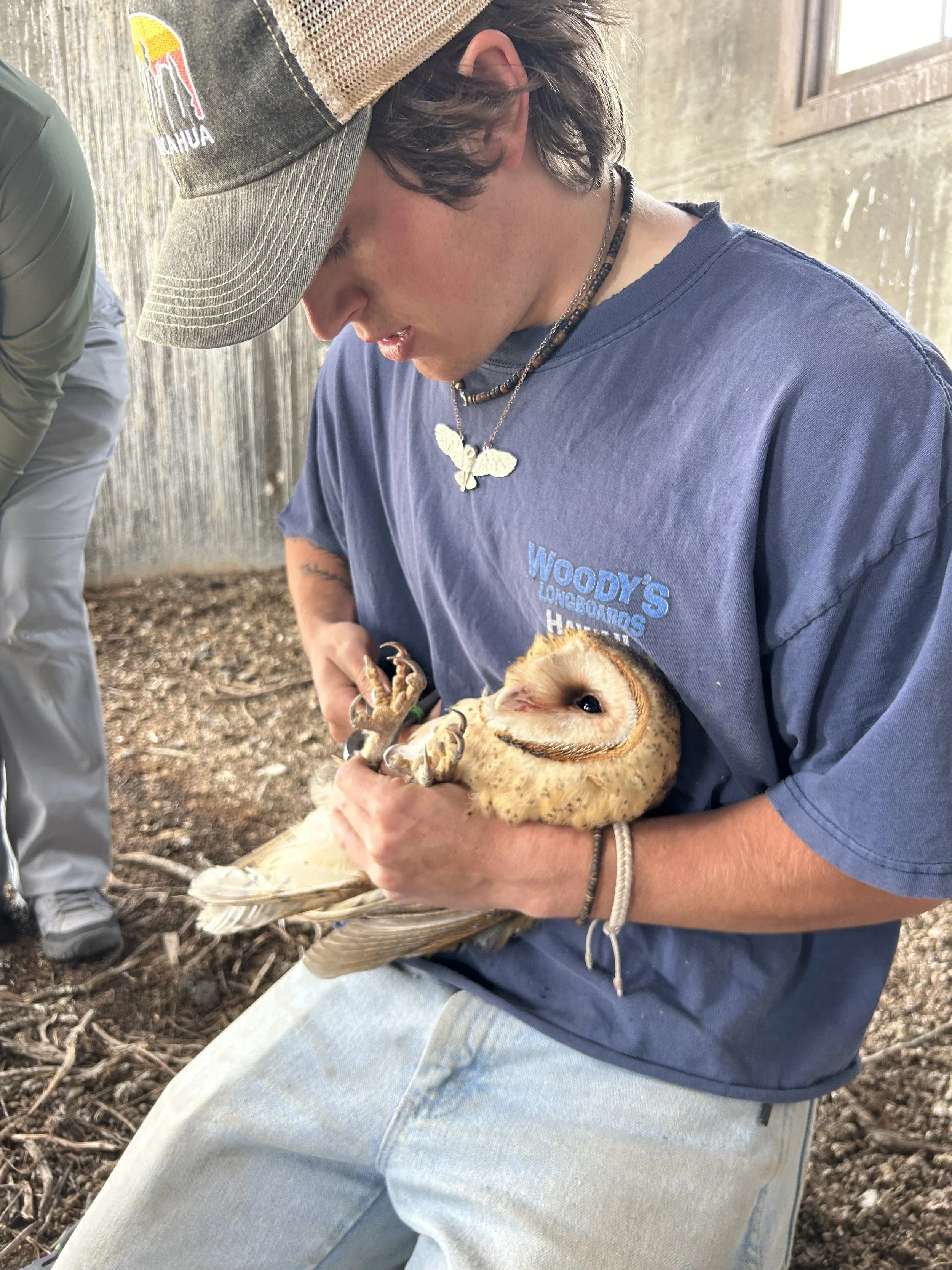 Me banding a female Barn Owl.
