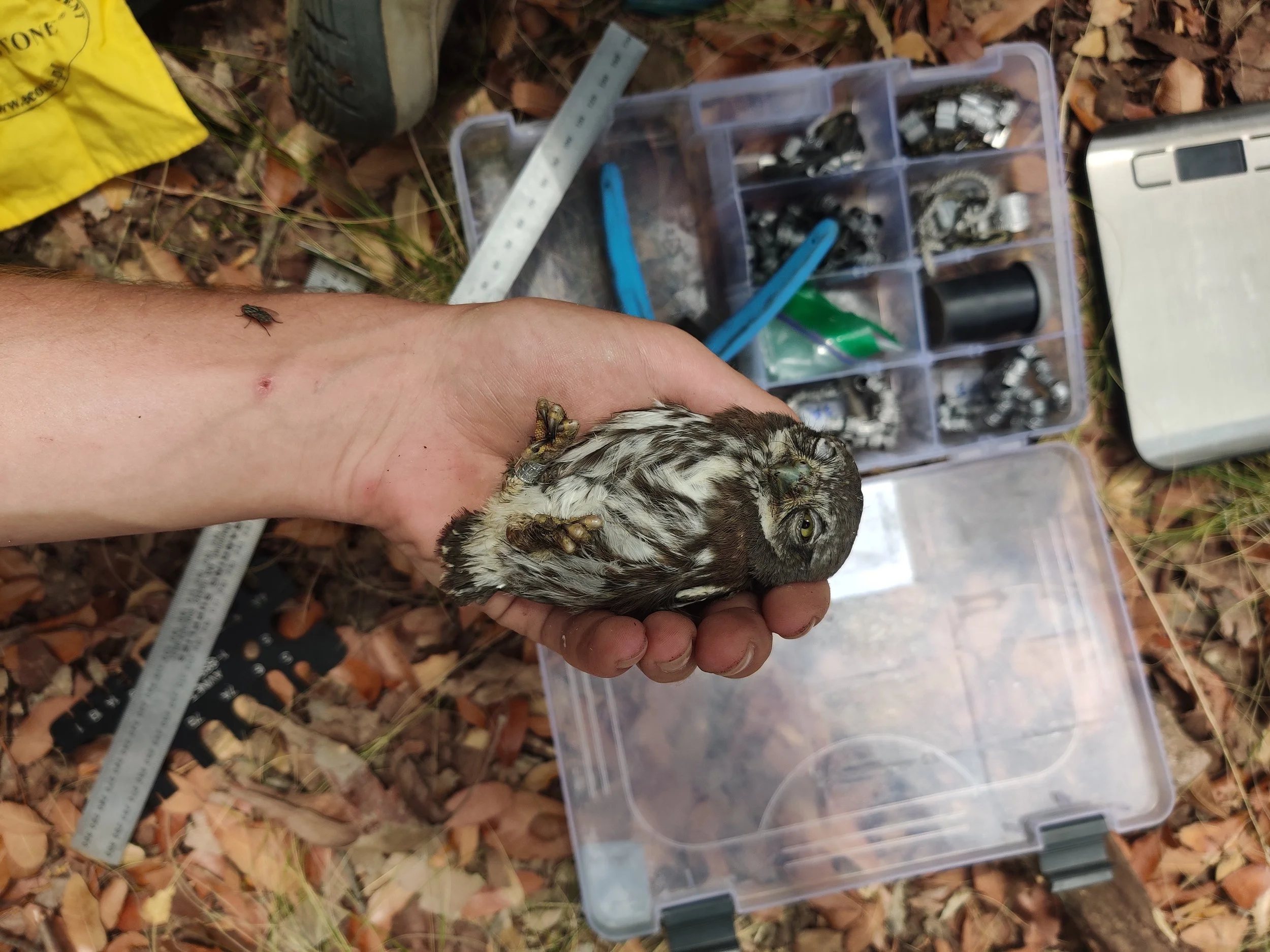 A banded and processed NOPO chick.