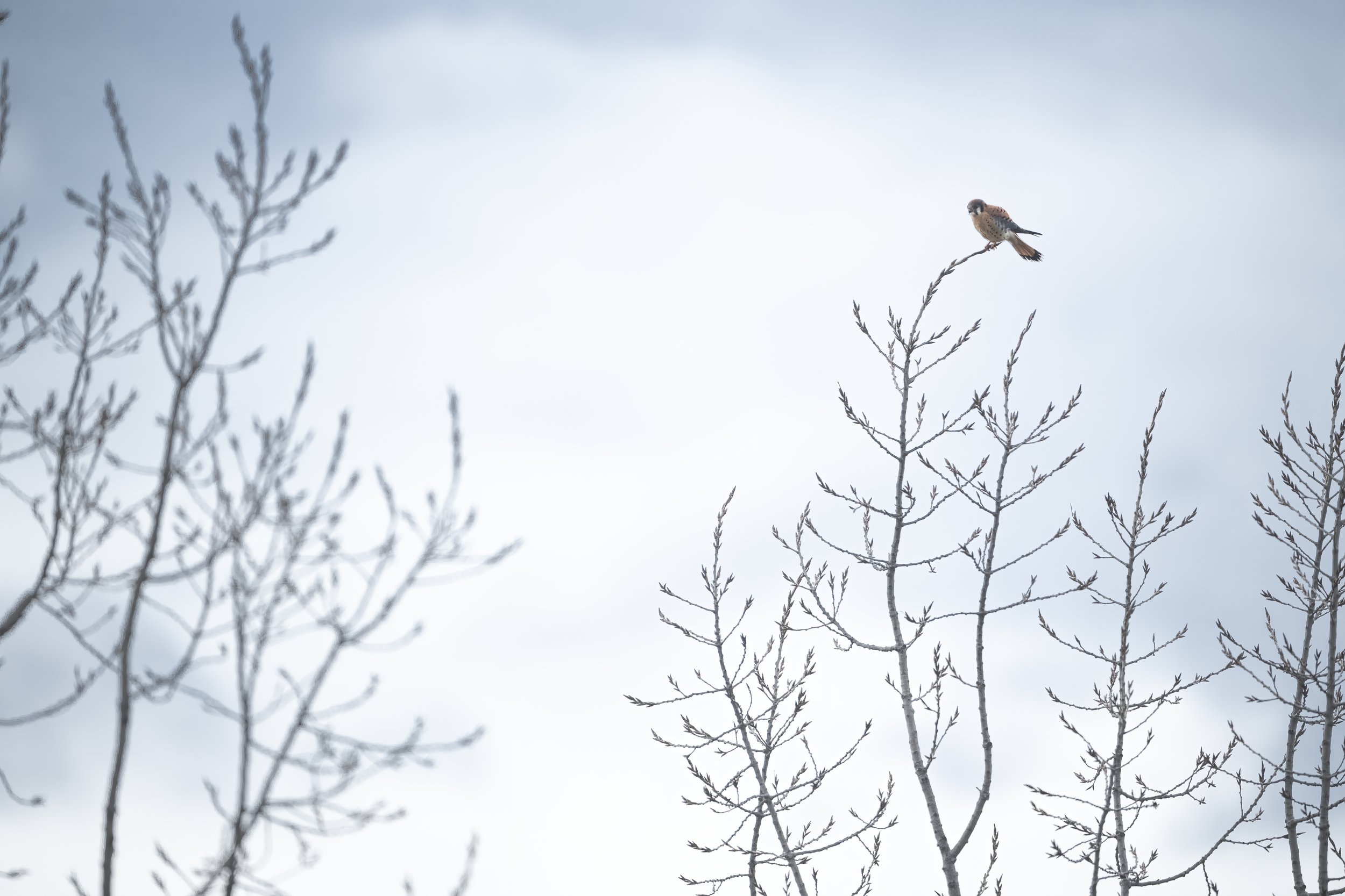 AmericanKestrel2-Focus.jpeg