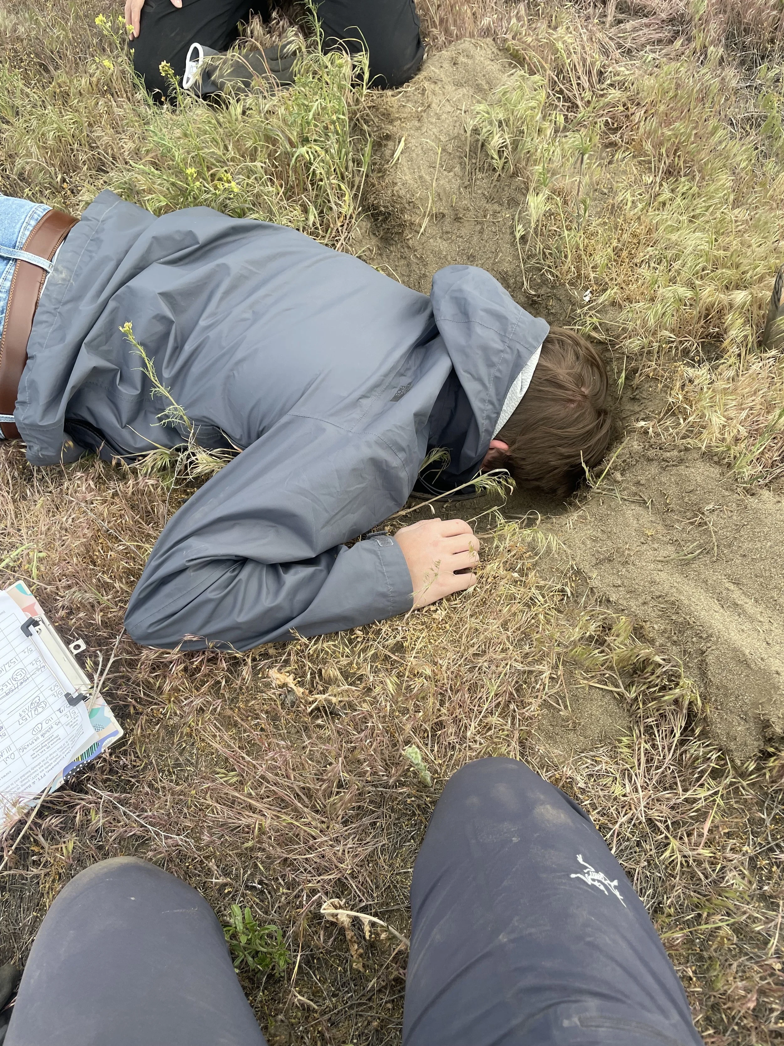 Average Burrowing Owl biologist moment.