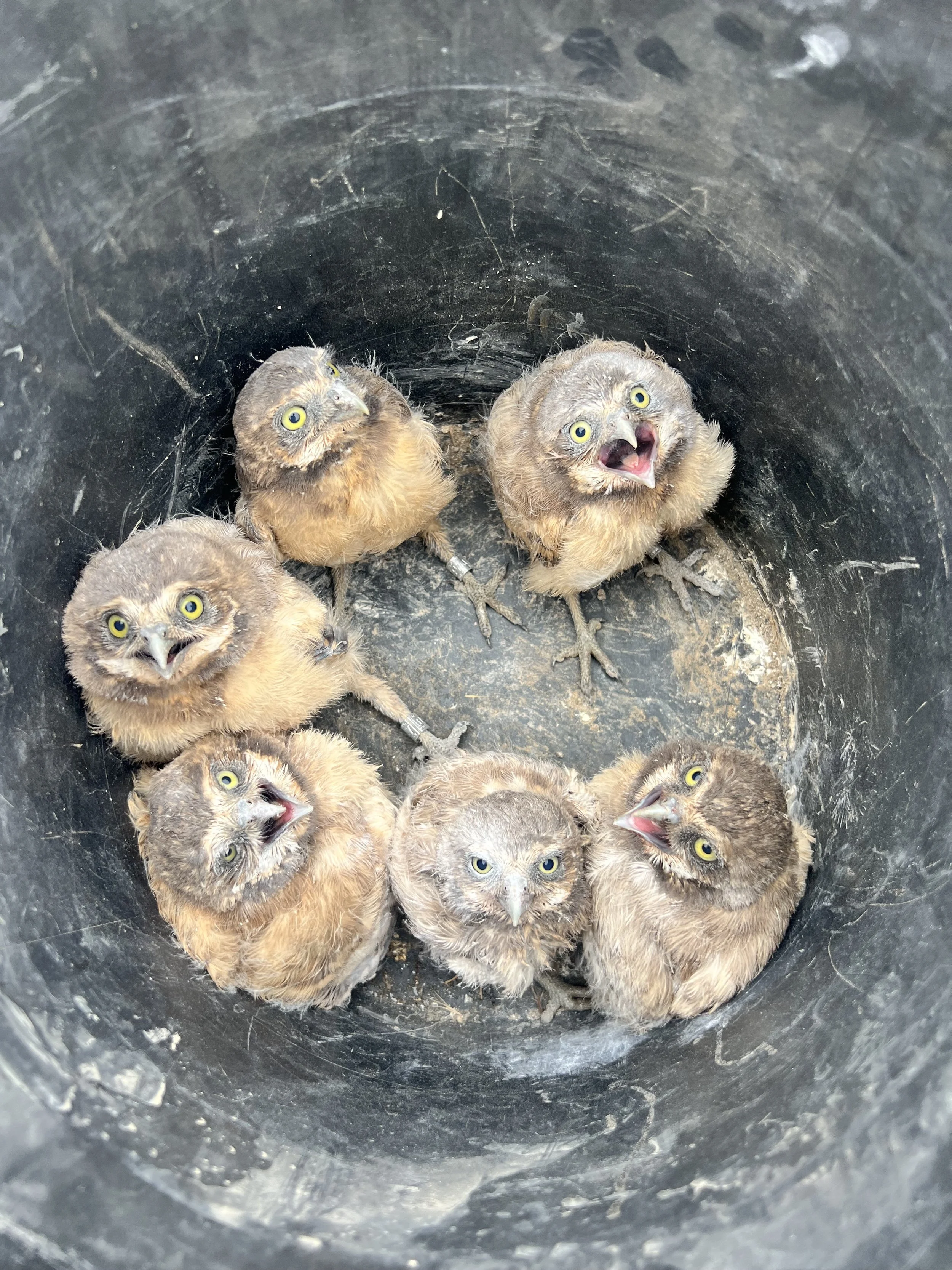 A batch of newly banded BUOW chicks ready to be released back into their burrow.
