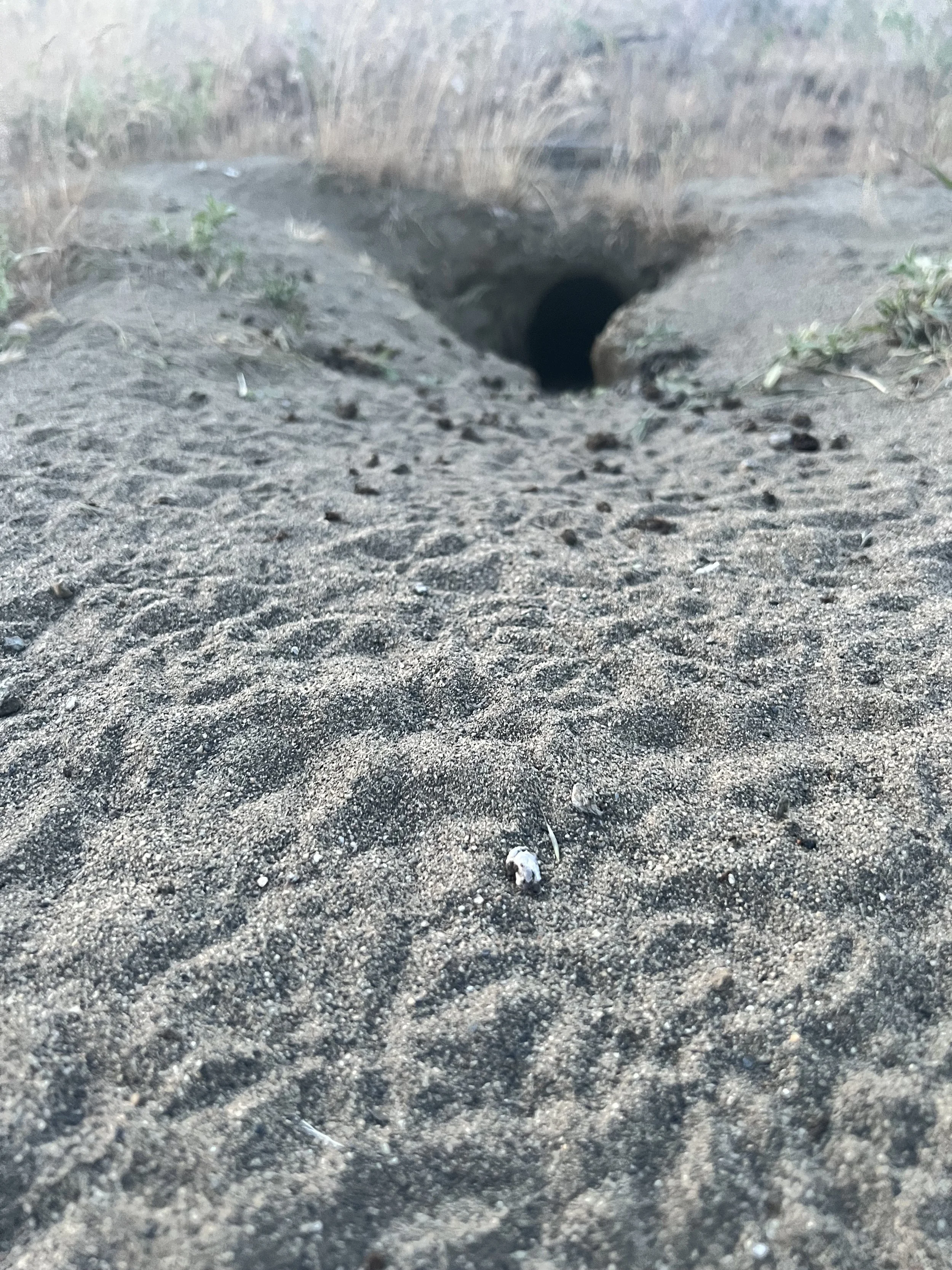 Newly found badger-dug burrow.