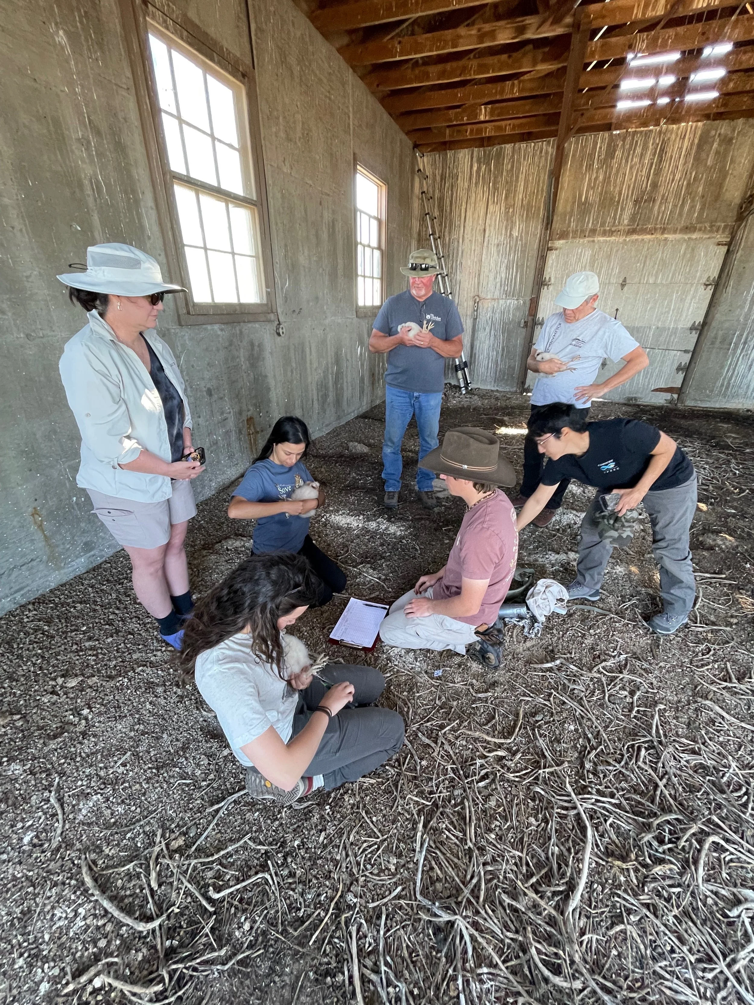 Banding ABOW nestlings.