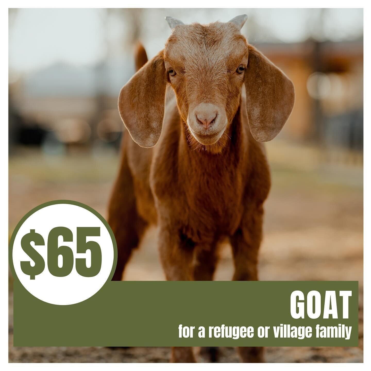Discover the joy of giving a unique and impactful gift this Christmas! Consider gifting a baby goat to a family in Bangladesh. We will personally deliver your goat this February on our CTA trip and share a heartwarming photo of the recipient family. 