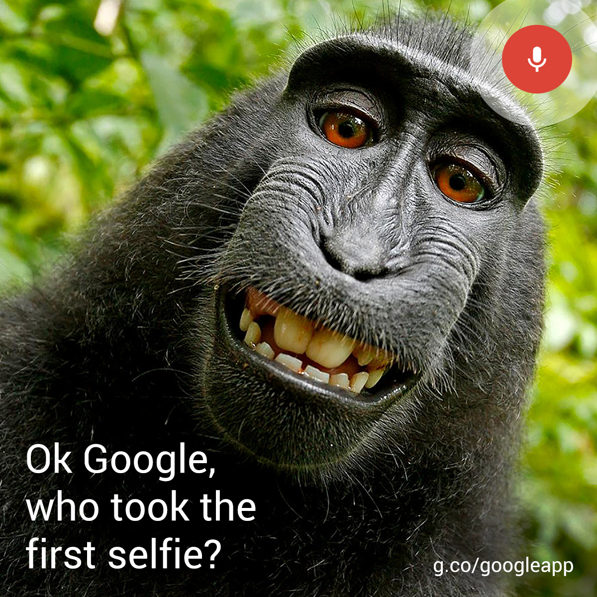 Baldwin-DQ-1200x1200-monkey-selfie_o.png