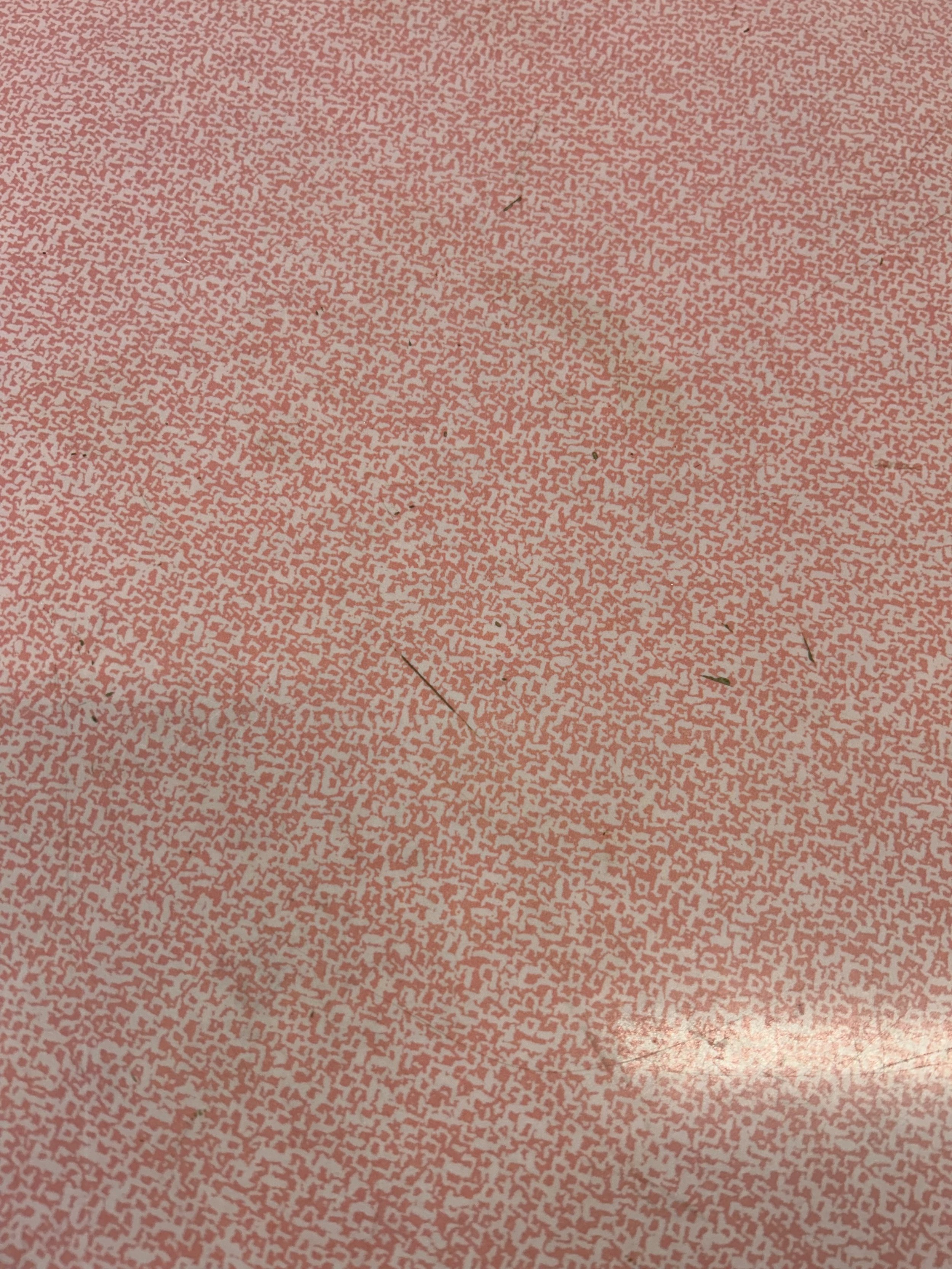 IMG_5433.jpeg