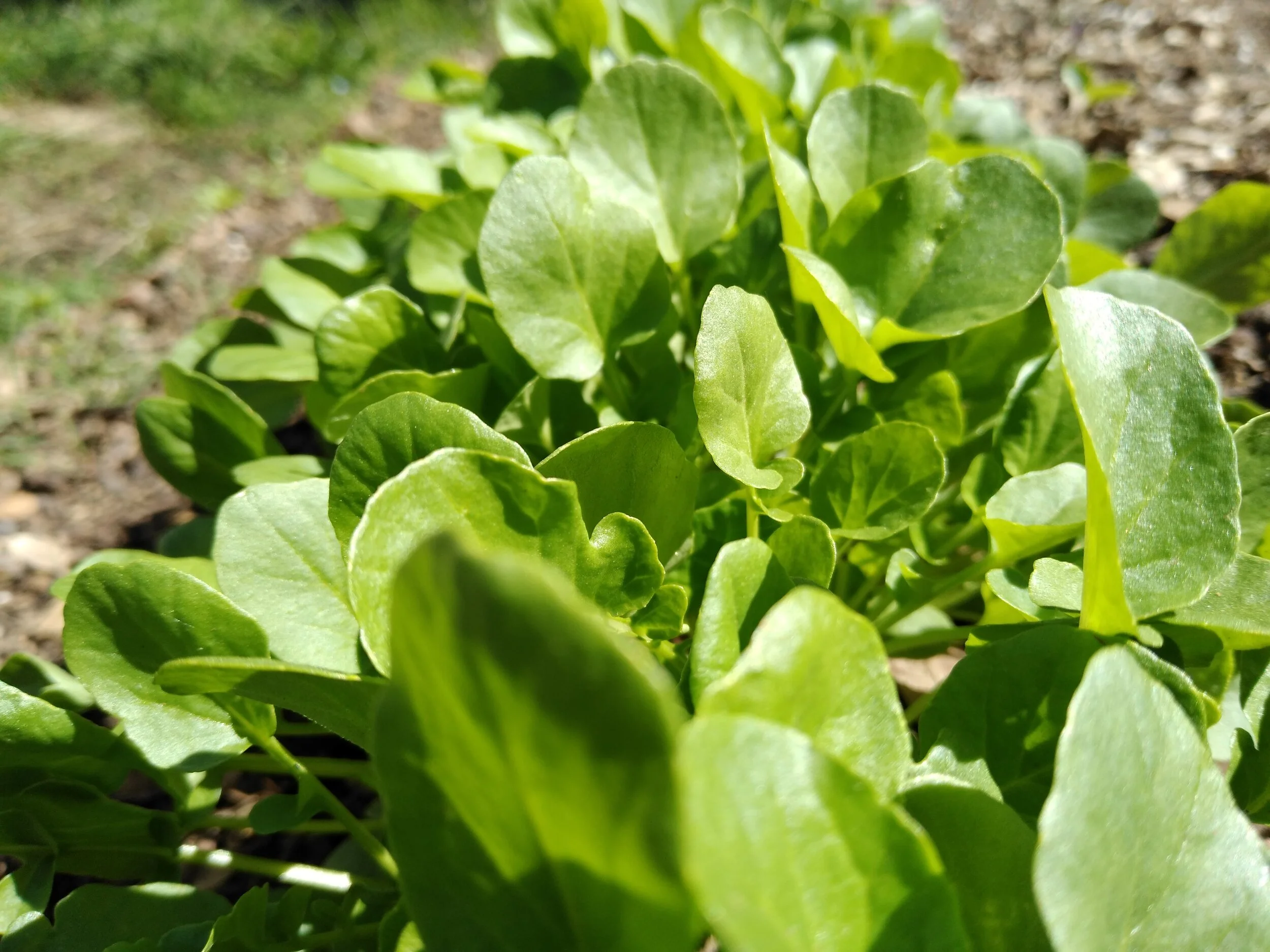 IMG_20200511_113527851 (1).jpg