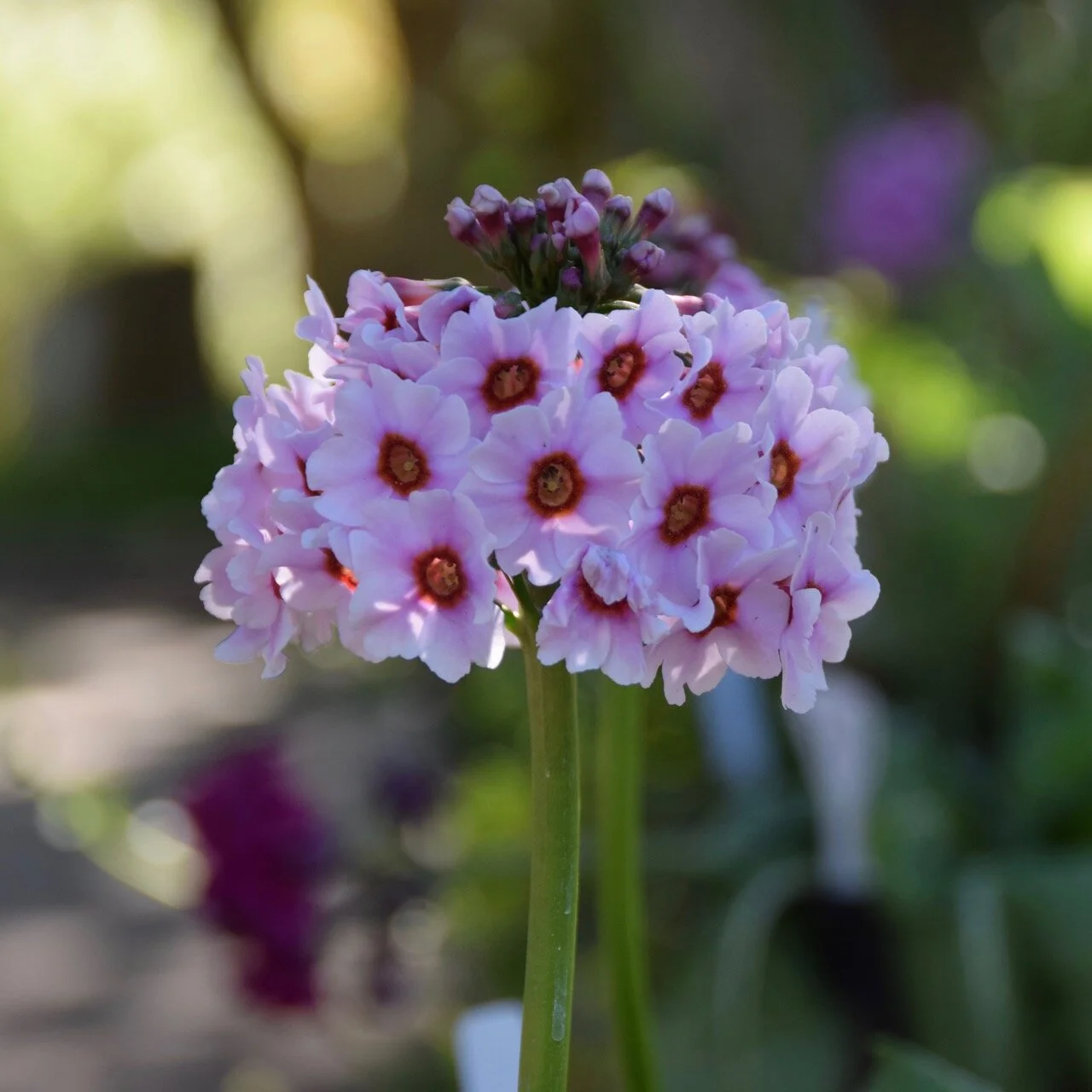 Gardens - 3.jpg