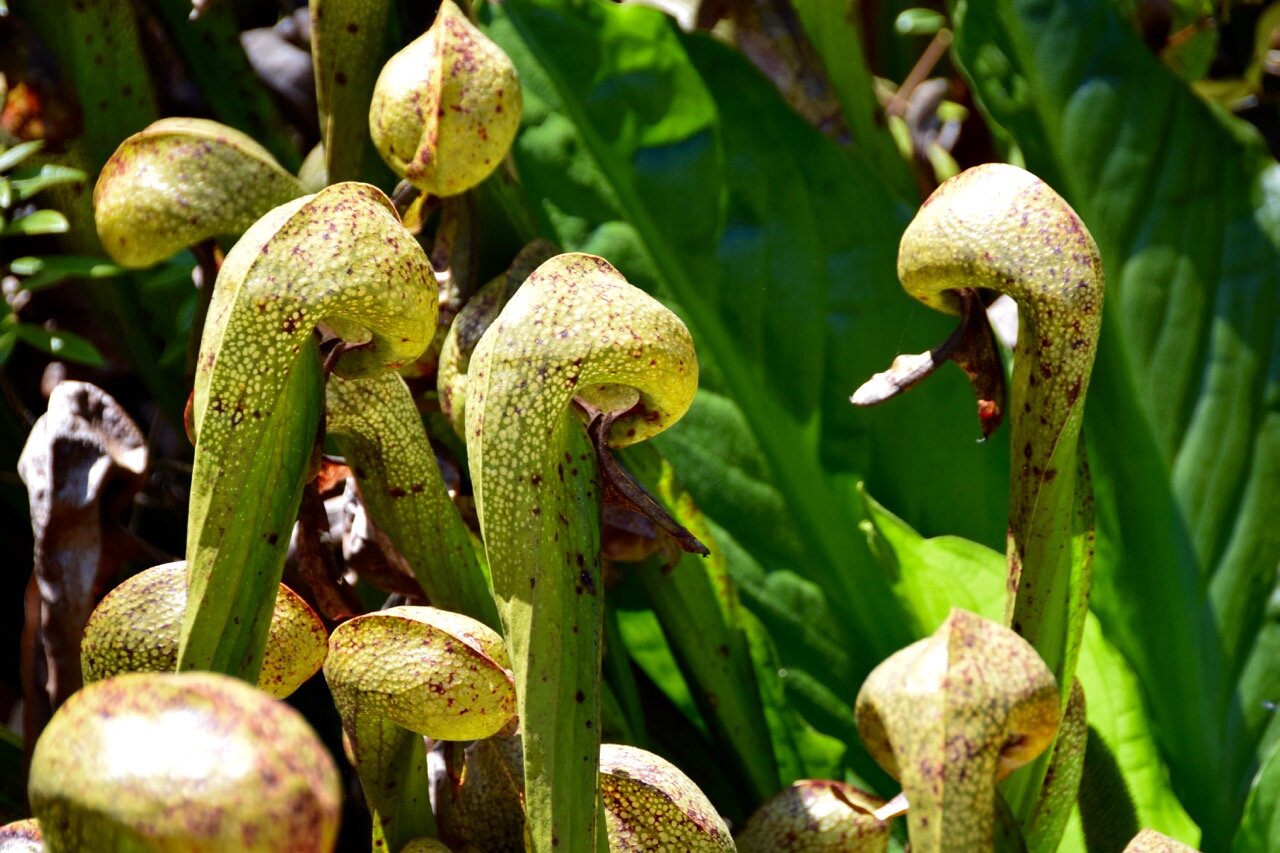 Gardens - 6.jpg