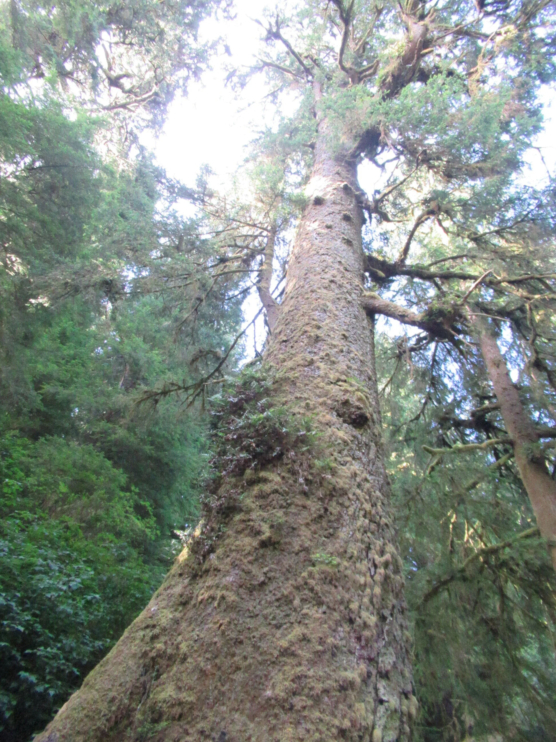 IMG_8770=GiantSpruce.JPG