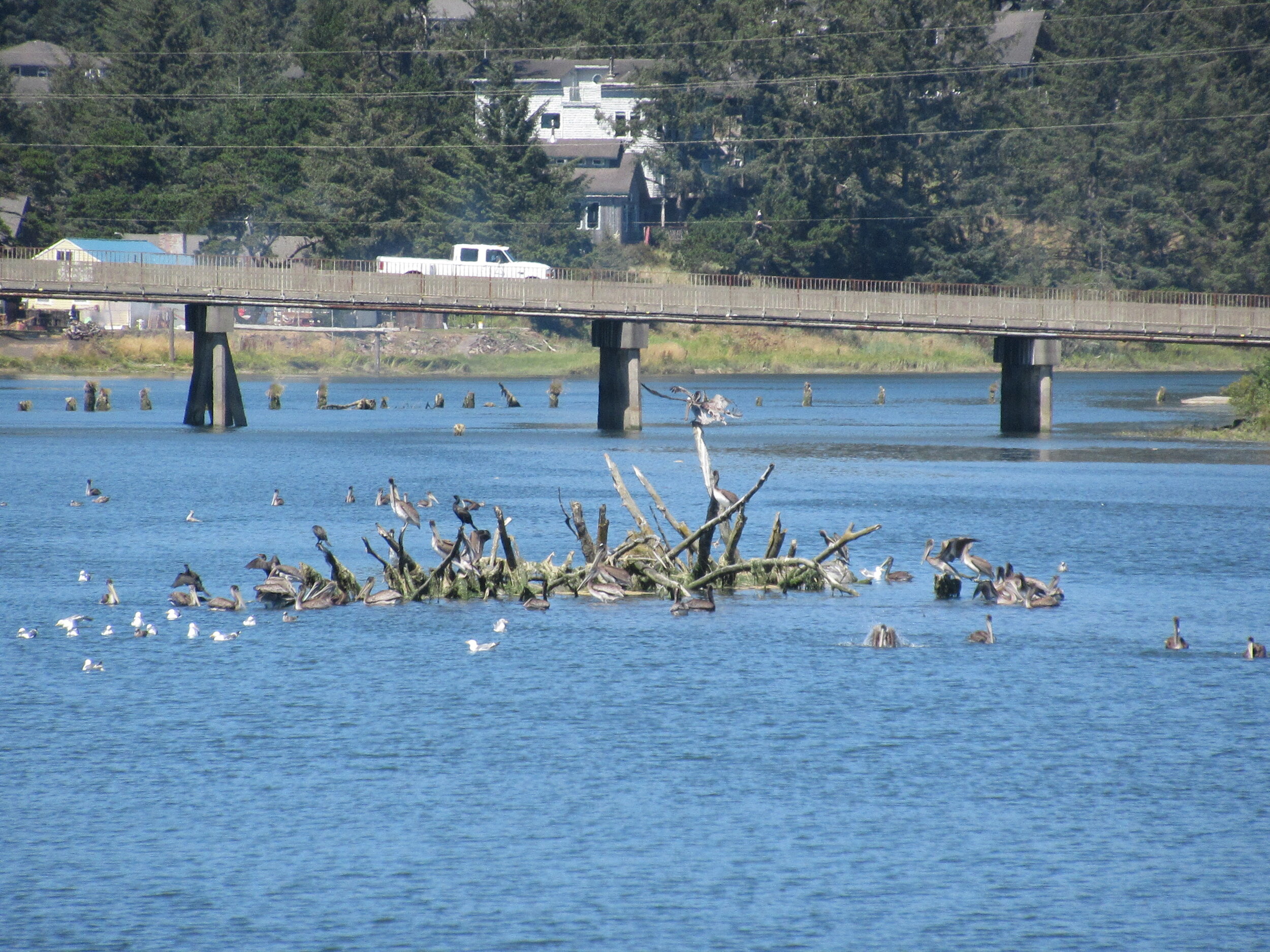 IMG_8835=Bird Island.JPG